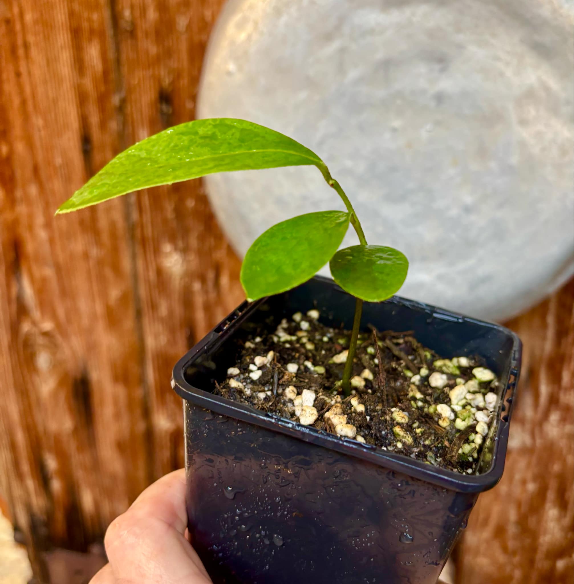 Annona aff excellens - 1 potted seedling / 1 getopfter Sämling