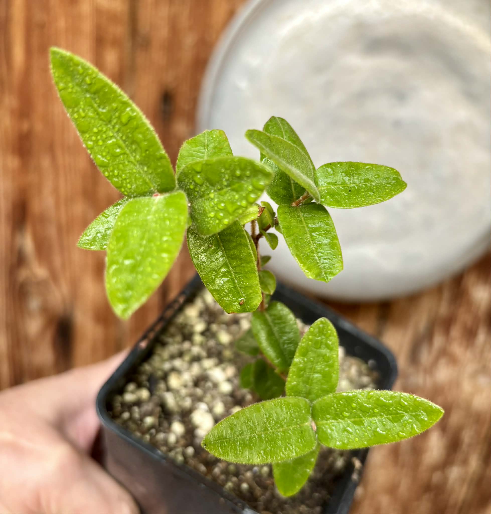 Myrciaria caerulescens (Roxa - Blue Guaquiea) - 1 potted seedling / 1 getopfter Sämling
