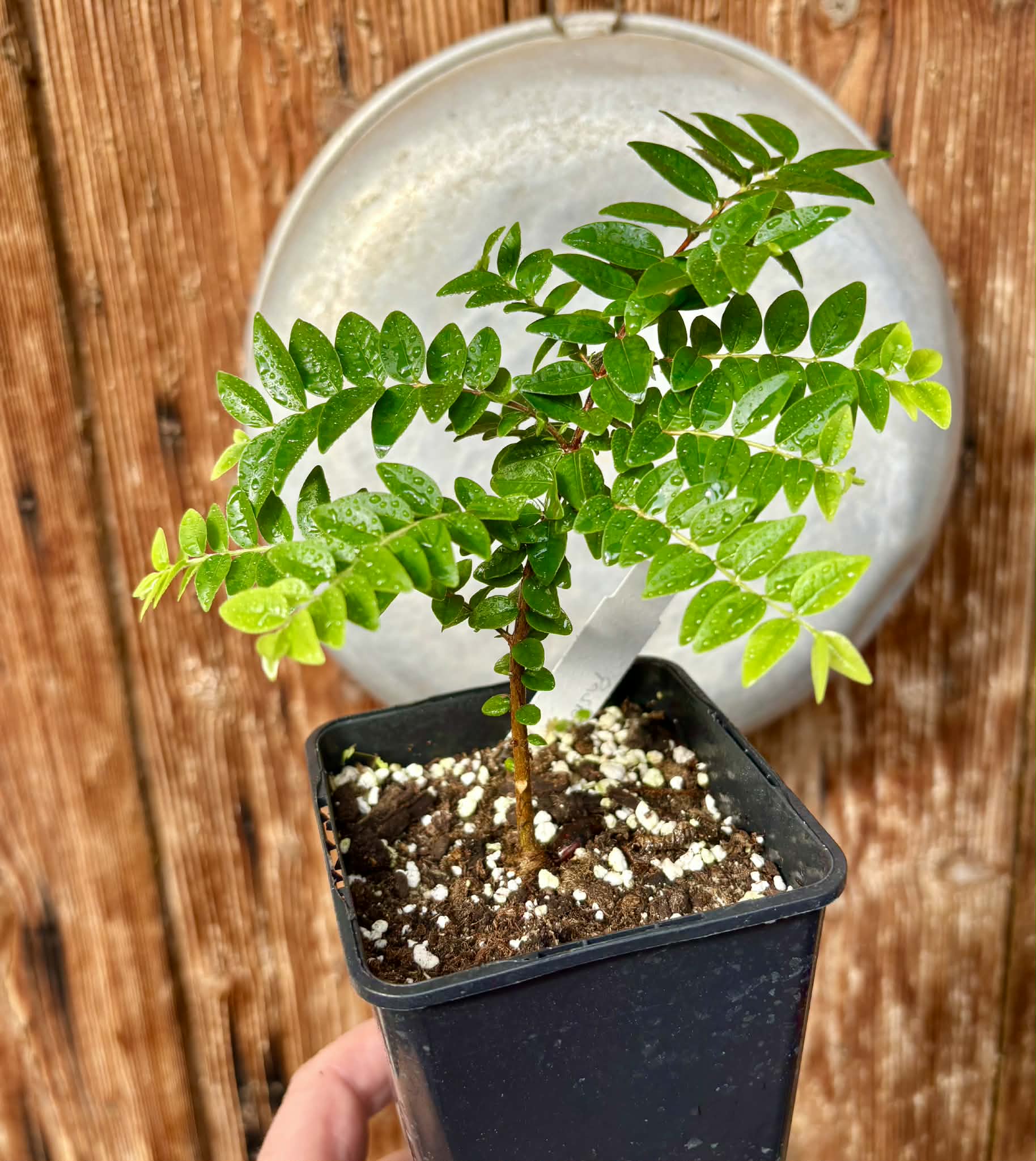 Myrciaria sp Pastora - 1 potted seedling / 1 getopfter Sämling