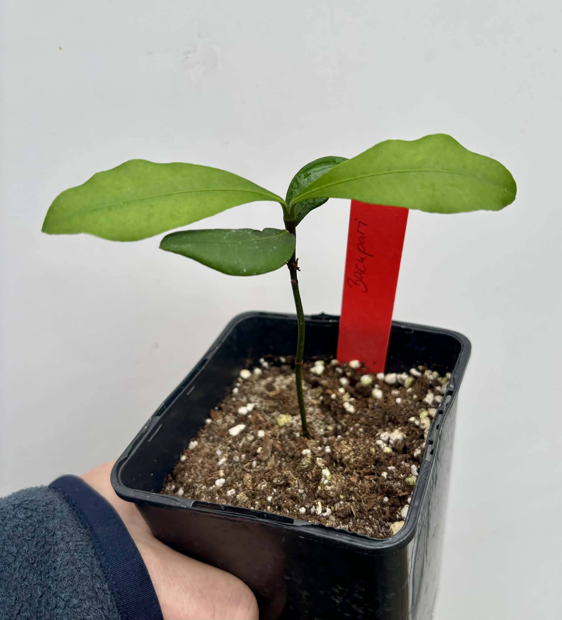 Bacupari  (Garcinia brasiliensis) -  1 potted seedling / 1 getopfter Sämling