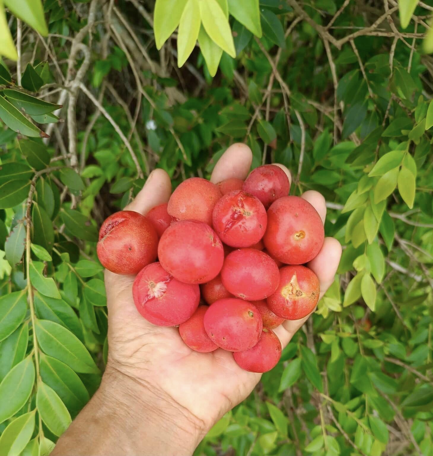 Myrciaria sp Pastora - 1 potted seedling / 1 getopfter Sämling