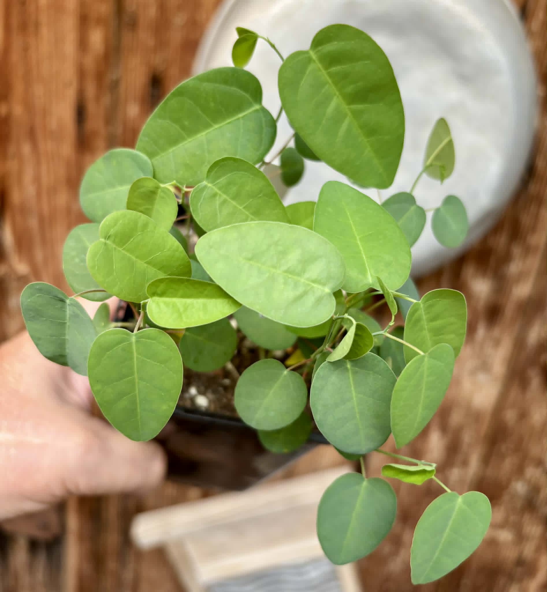 12 in 1 pot - Passiflora silvestris - 12 seedlings in one pot / 12 Sämlinge in einem Topf