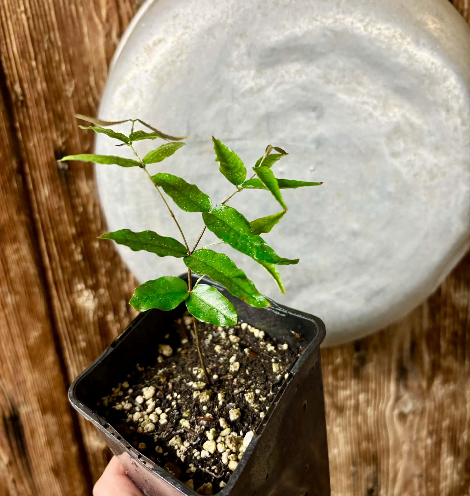 Plinia sp Cabo longo Sao Joao -  1 potted seedling / 1  getopfter Sämling