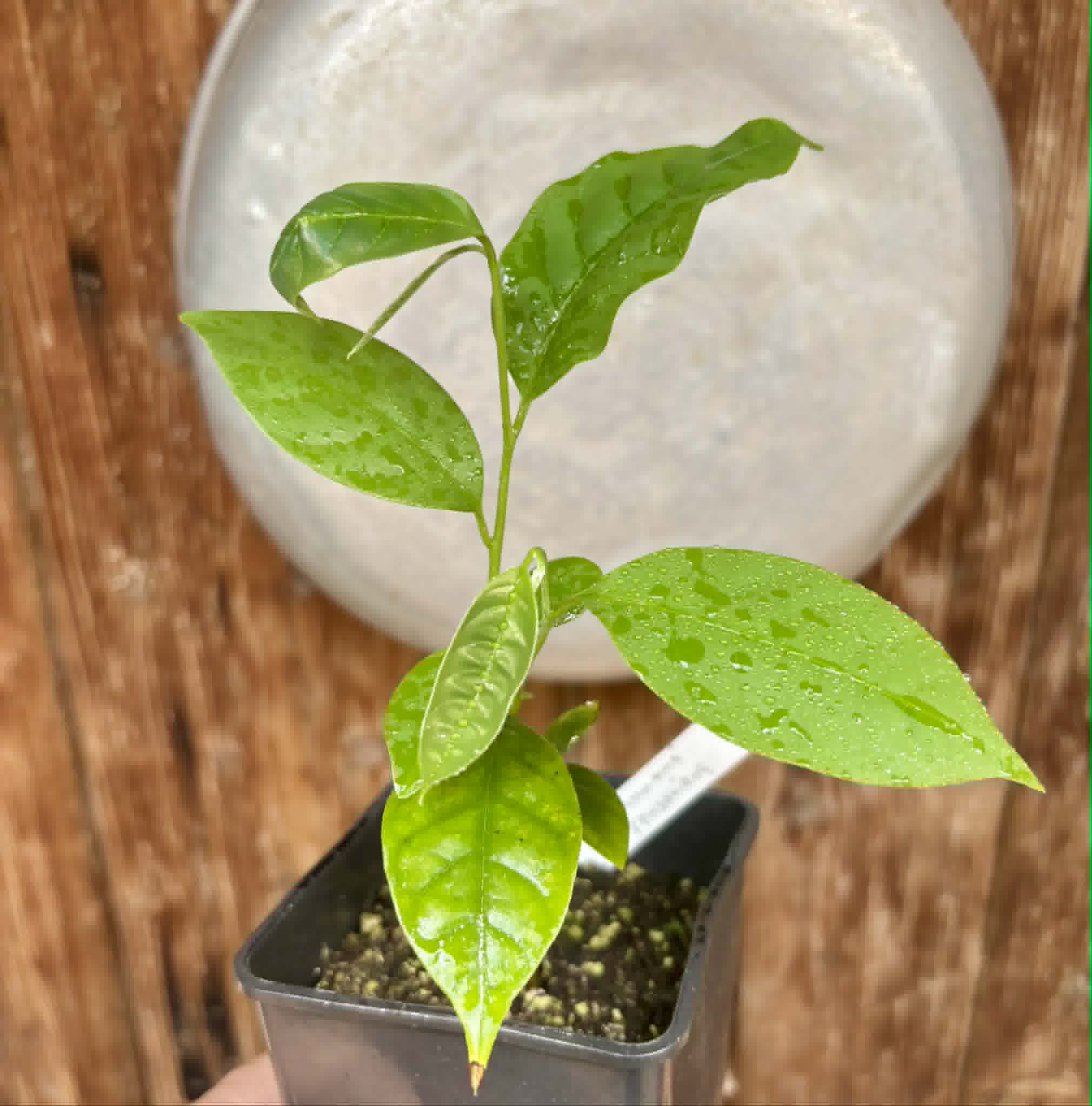 Annona rensoniana  - 1 potted seedling / 1 getopfter Sämling