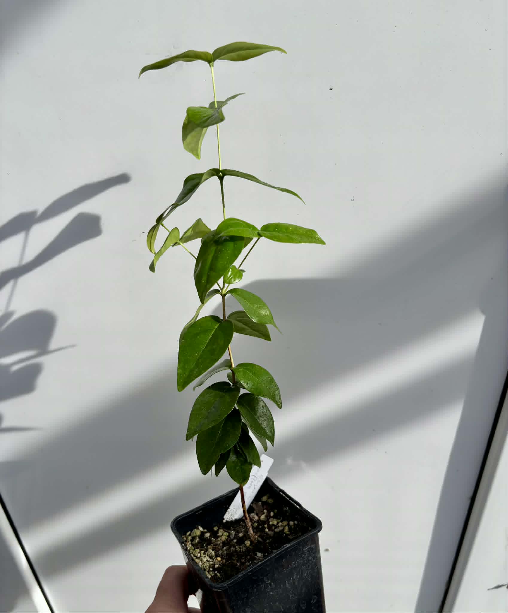 Eugenia uniflora var. Teneriffa  - 1 potted seedling / 1 getopfter Sämling