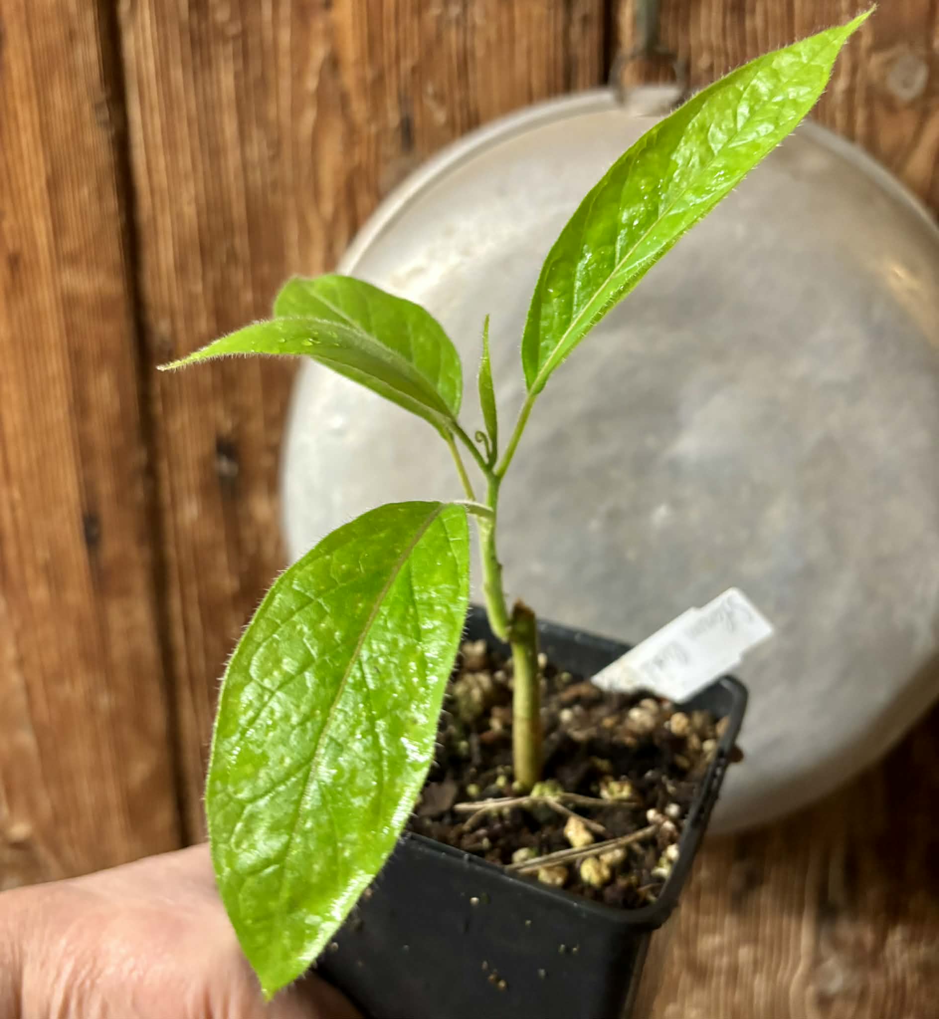 Solanum luridifuscescens - Tomatao Verde Piloso - 1 potted seedling / 1 getopfter Sämling