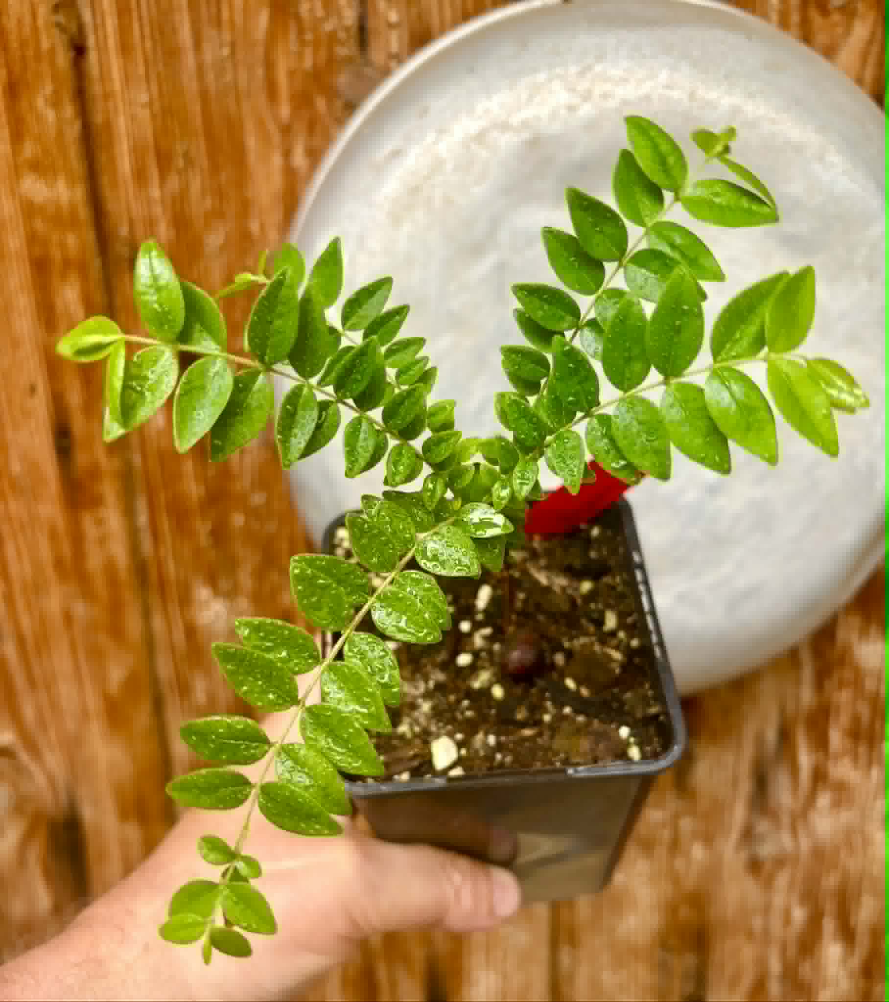 Myrciaria sp Pastora - 1 potted seedling / 1 getopfter Sämling