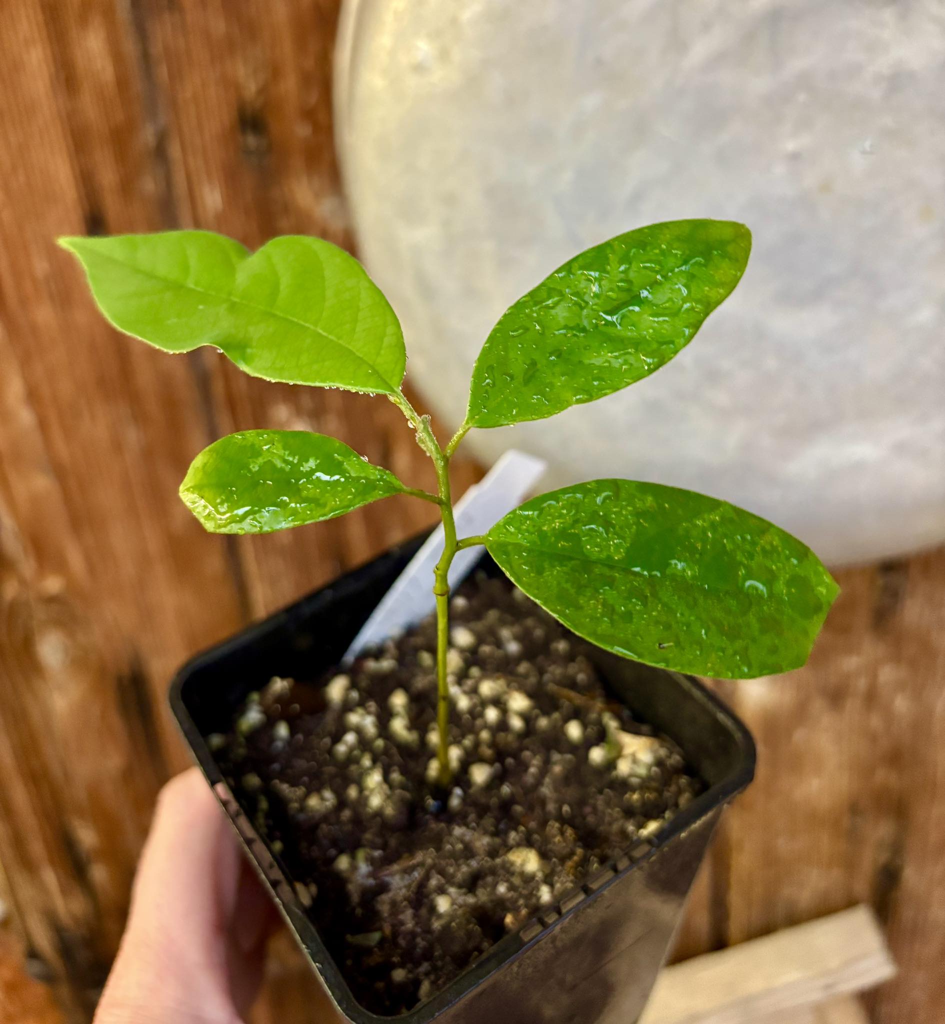 Annona cf bahiensis Folha Llisa - 1 pottet seedling / 1 getopfter Sämling
