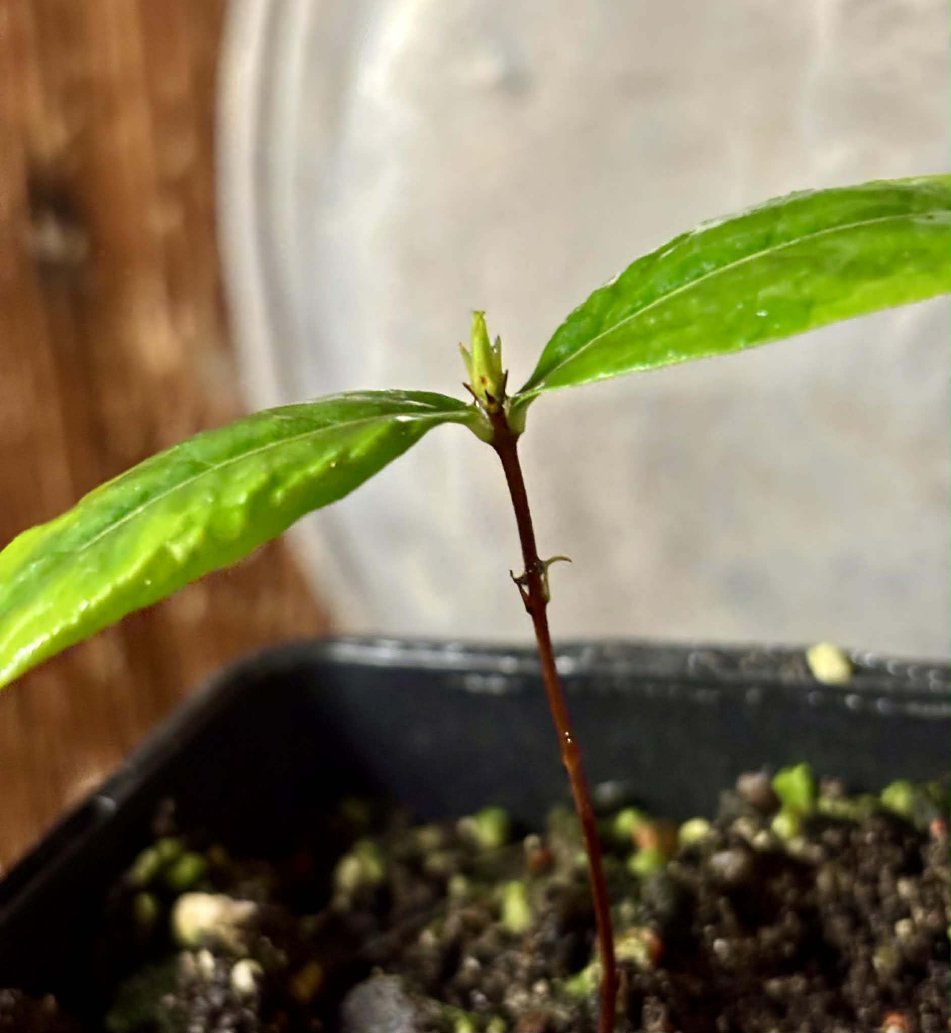 Cagaita var. "Brinco de Princesa" (Eugenia dysenterica) - 1 potted plant / 1 getopfte Pflanze