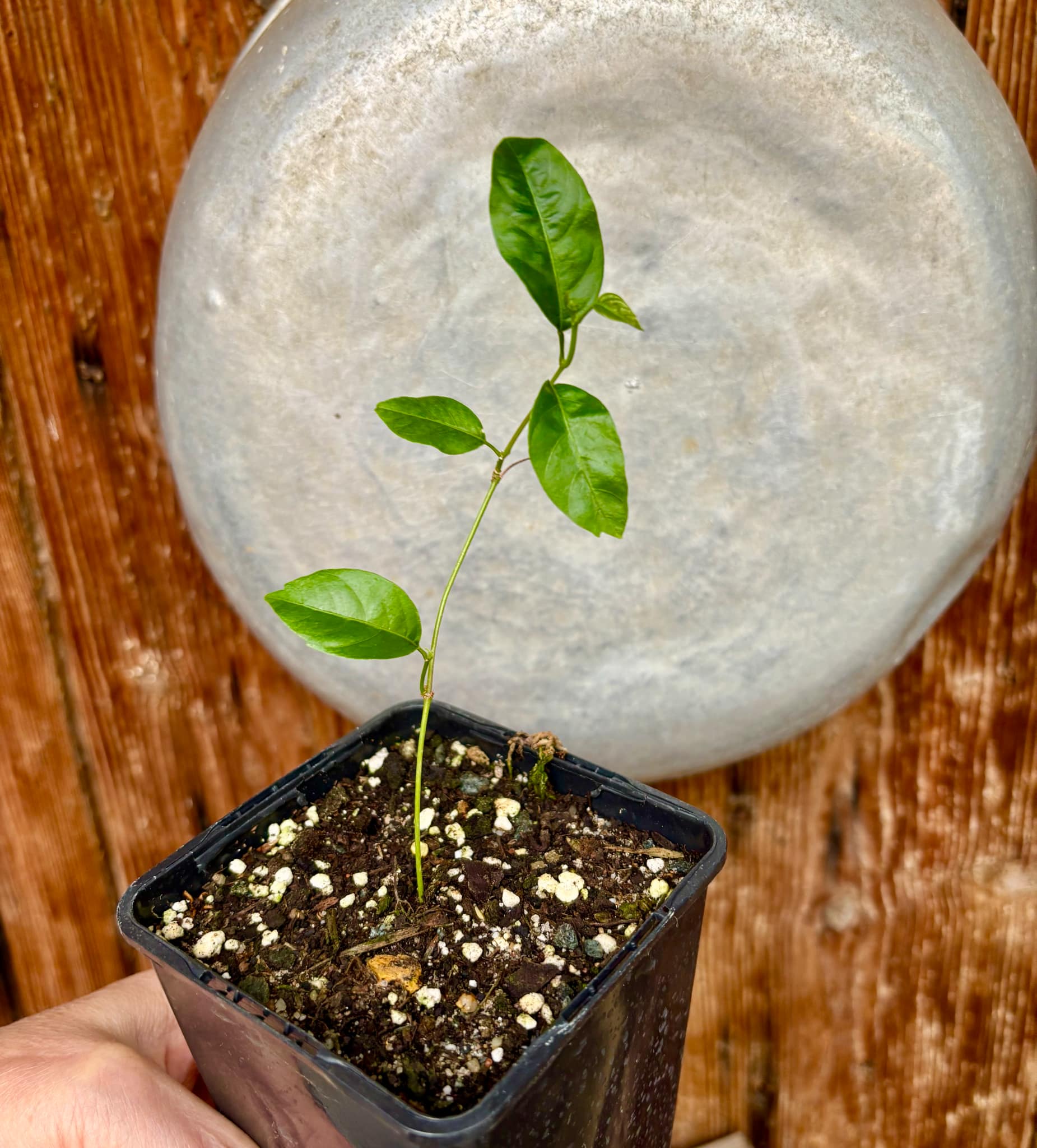 Guaraná (Paullinia cupana) - 1 small potted seedling / 1 kleiner, getopfter Sämling