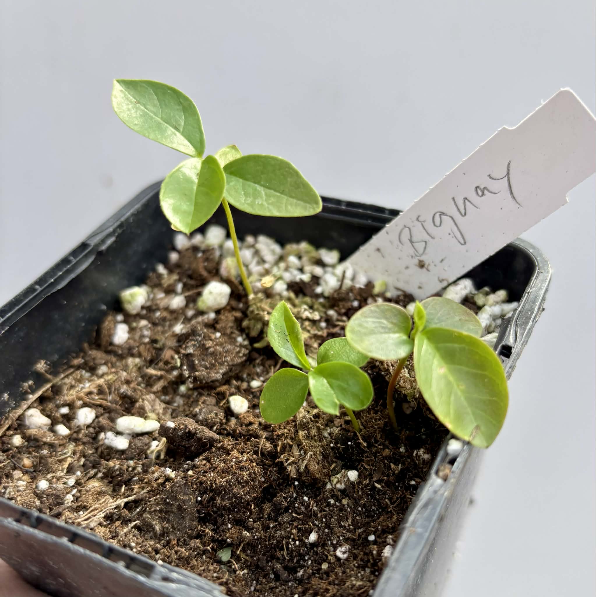 3 in 1 pot - Bignay (Antidesma bunius) -  3 seedlings in one pot / 3 Sämlinge in einem Topf