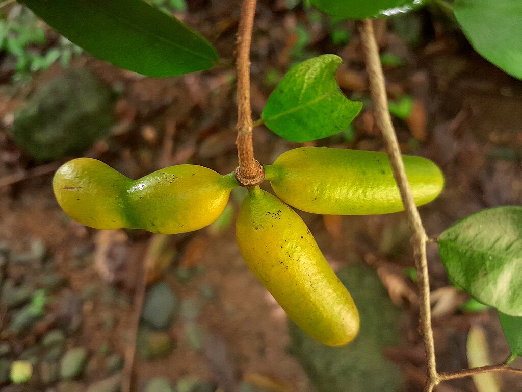 Fingersop (Meiogyne cylindrocarpa) - 1 fresh seed / 1 frischer Samen