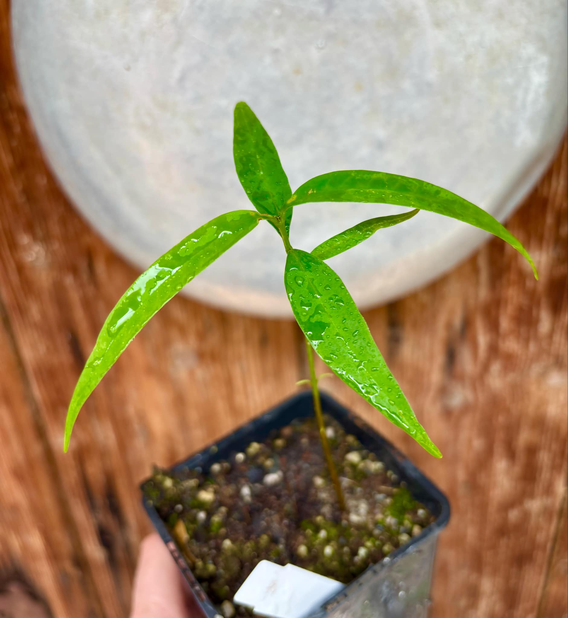 Leche-Miel Fruit (Lacmellea edulis) - 1 potted plant / 1 getopfte Pflanze