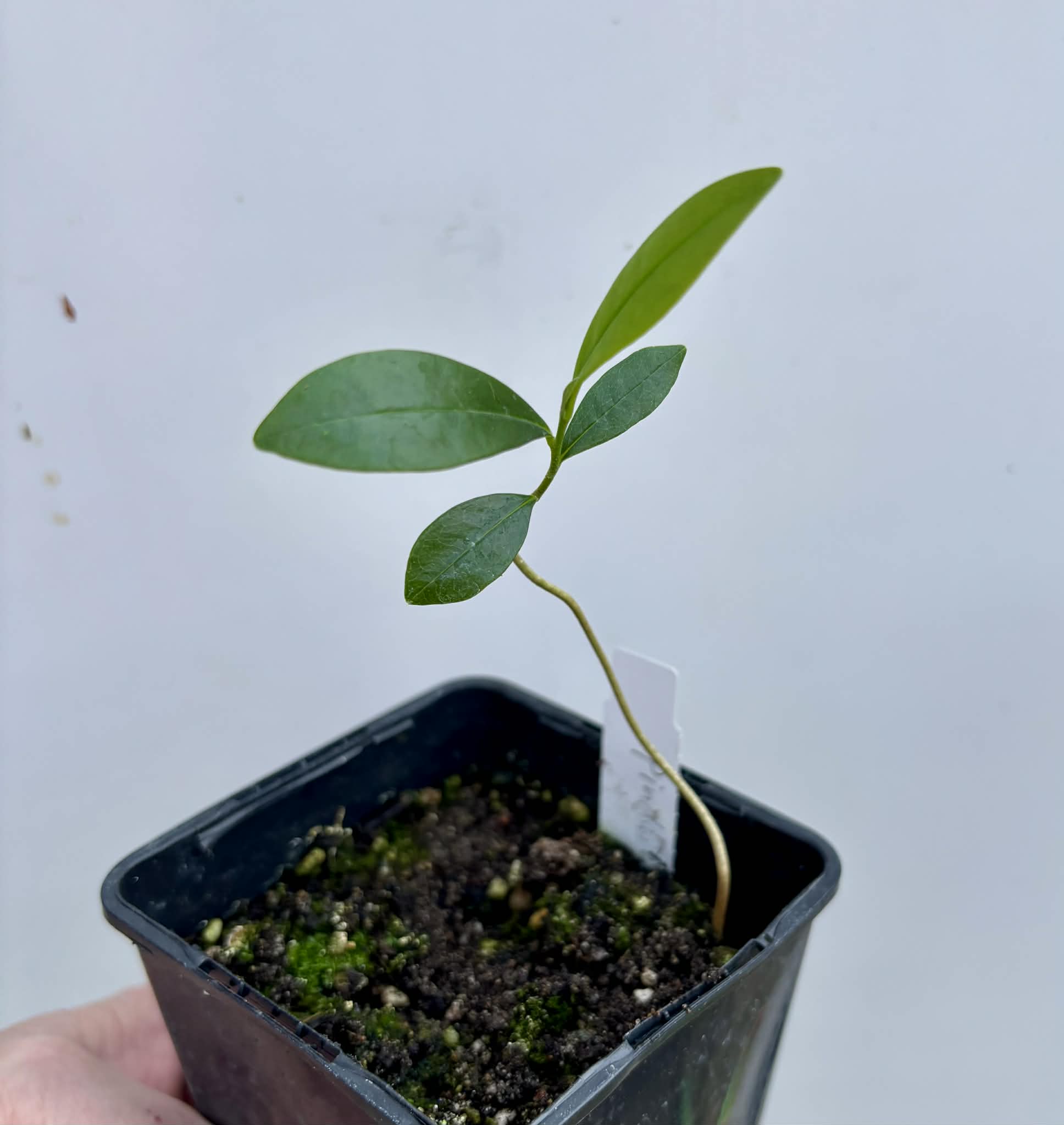 Duguetia lanceolata - Pindaiba - 1 potted seedling / 1 getopfter Sämling