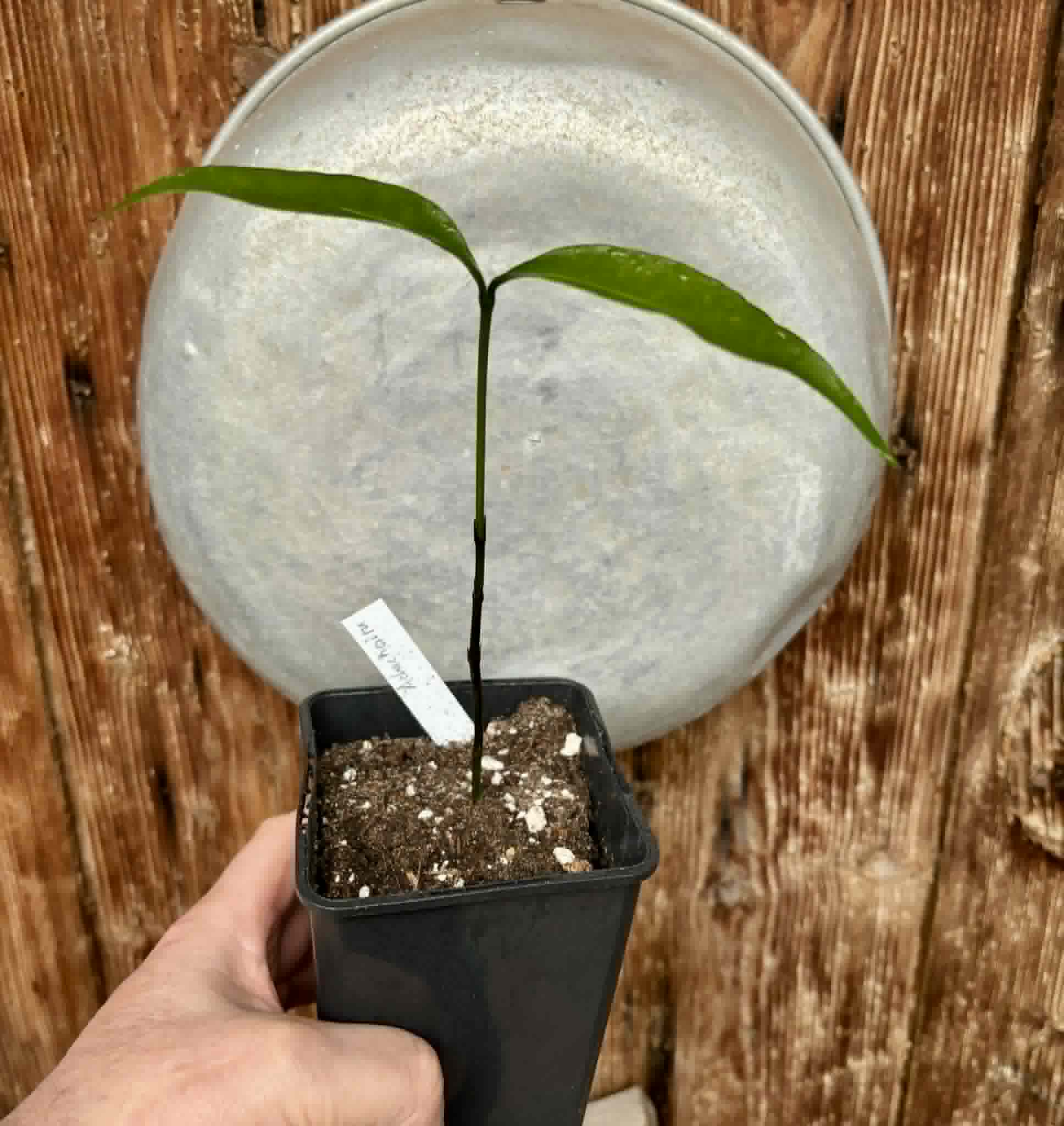 Achachairu (Garcinia humilis) - 1 potted seedling / 1 getopfter Sämling