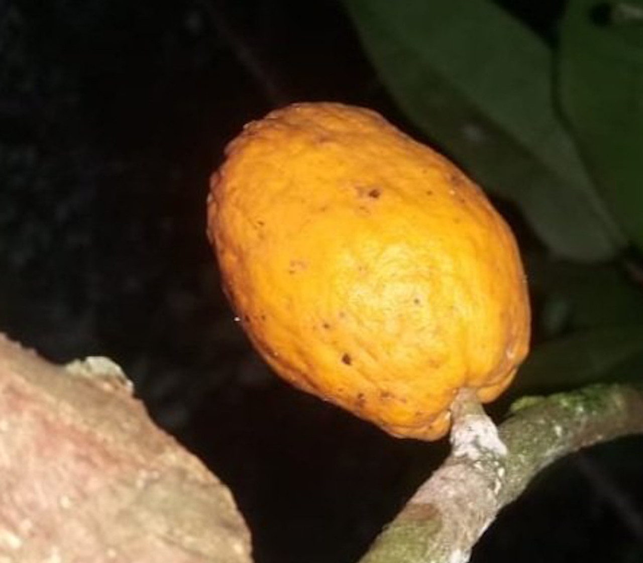 Eugenia umbrosa -  1 fresh seed / 1 frischer Samen