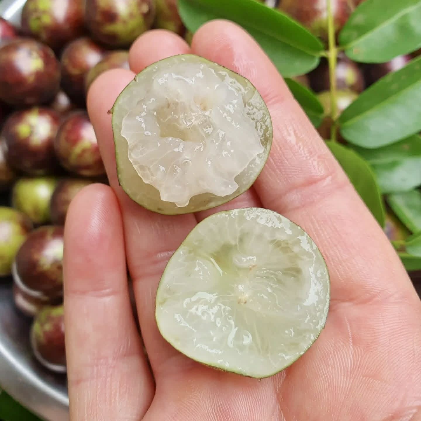 Jabuticaba Peluda-de-Alagoas (Plinia sp Grimal) -  1 fresh seed / 1 frischer Samen