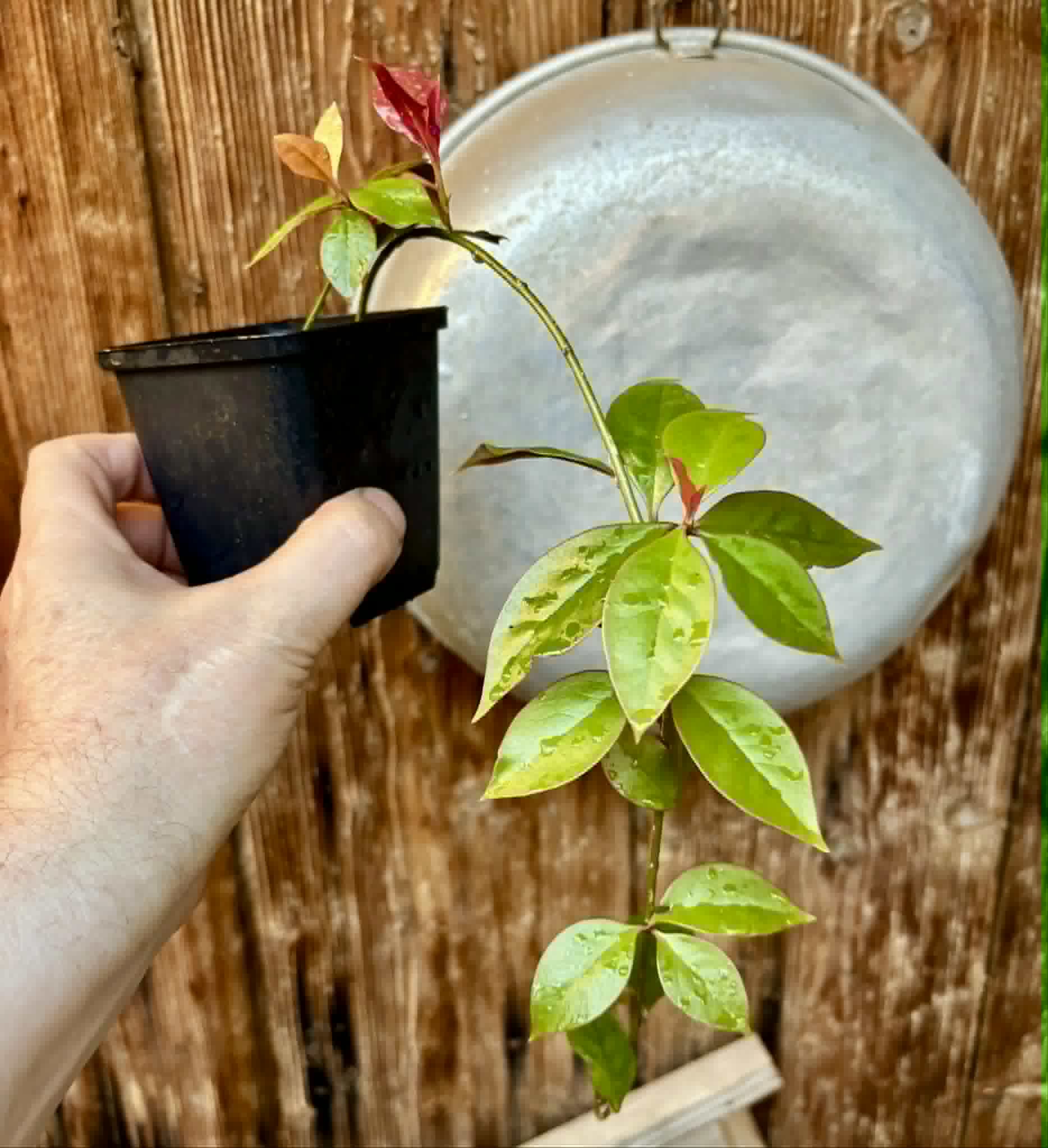 Barbados Gooseberry - Pereskia aculeata- 1 potted plant / 1 getopfte Pflanze