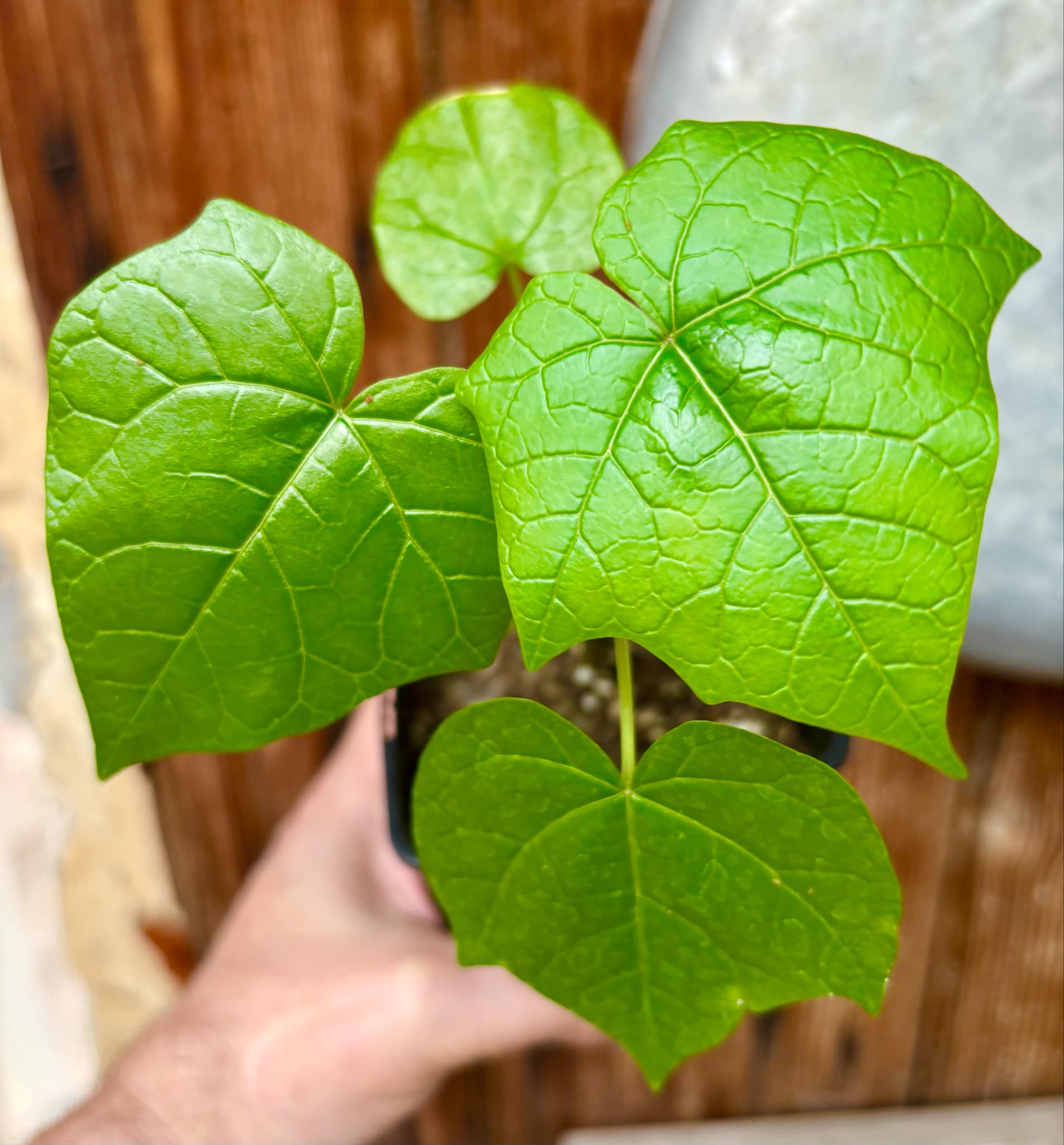 Psiguria umbrosa - 1 small potted seedling / 1 kleiner, getopfter Sämling Psiguria umbrosa - 1 small potted seedling / 1 kleiner, getopfter Sämling