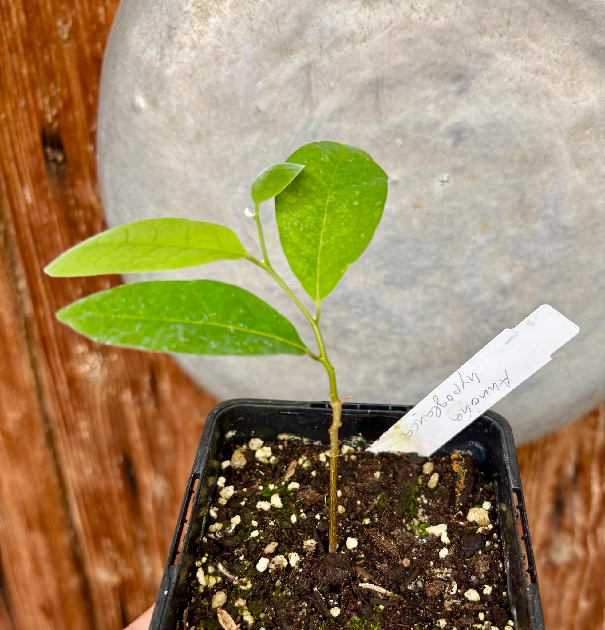 Annona hypoglauca - 1 potted plant / 1 getopfte Pflanze