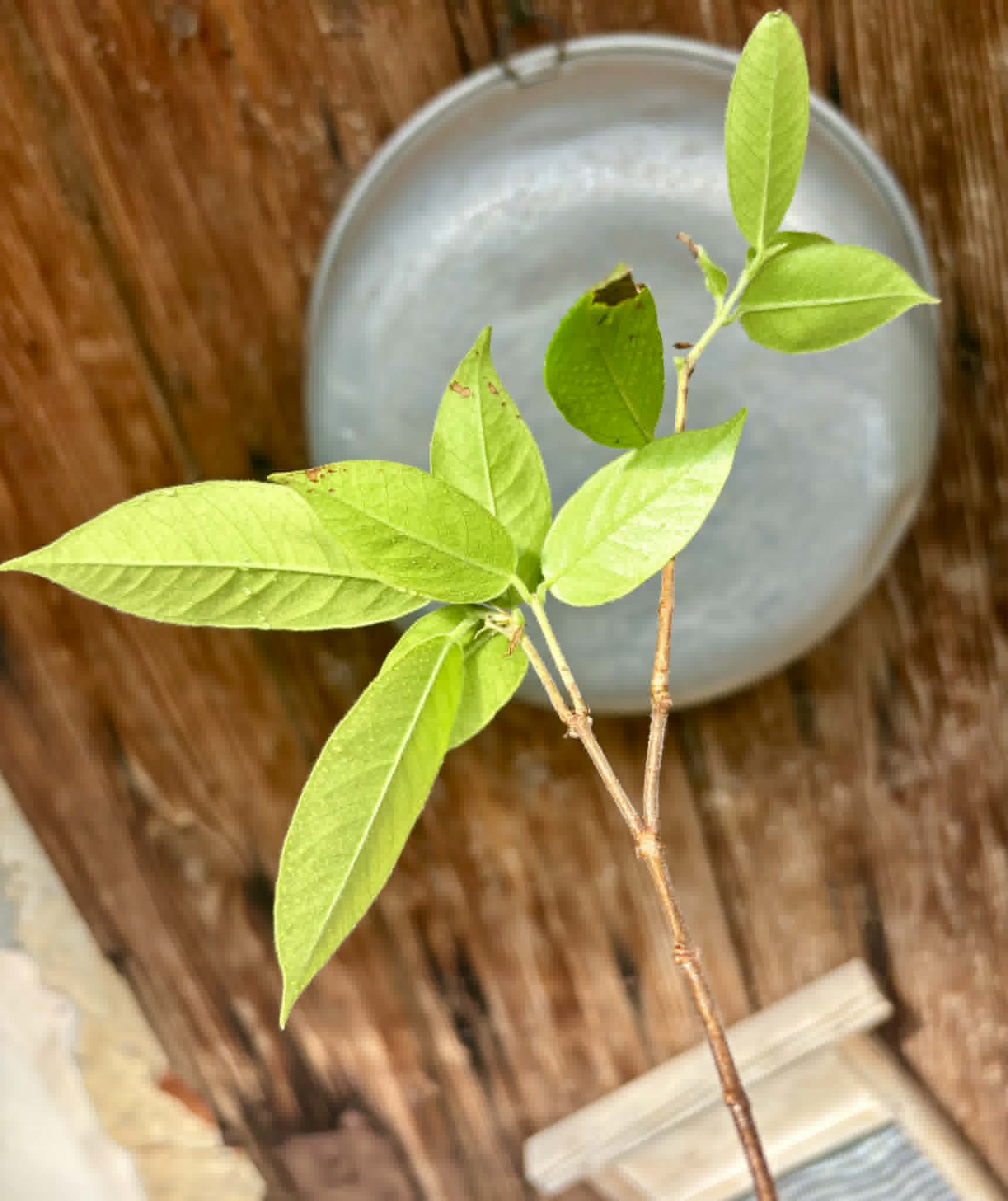 Cambuca (Plinia edulis) - 1 potted plant / 1 getopfte Pflanze