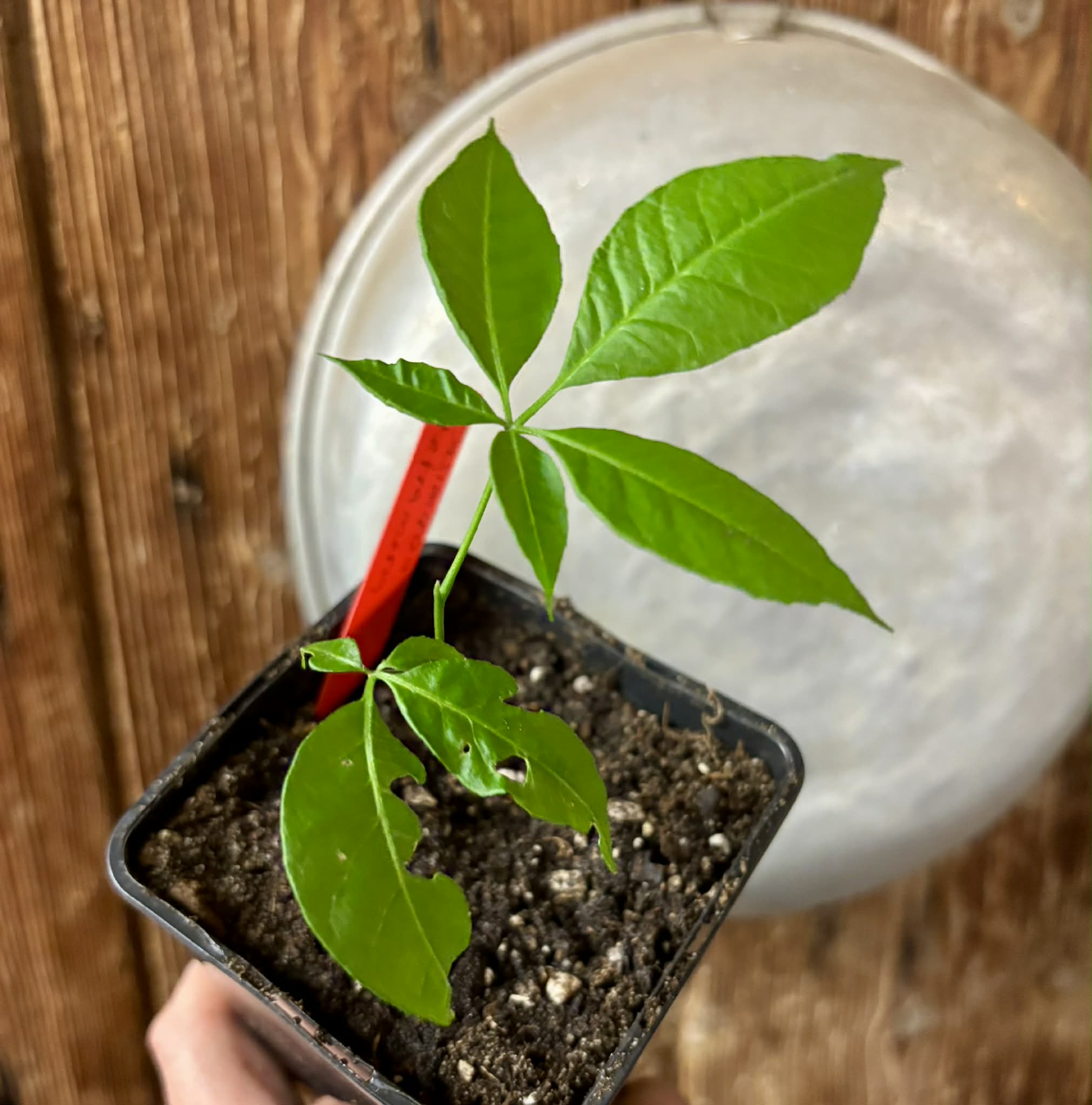 Wooly Leaved Sapote (Casimiroa tetrameria)  -  1 potted seedling / 1 getopfter Sämling