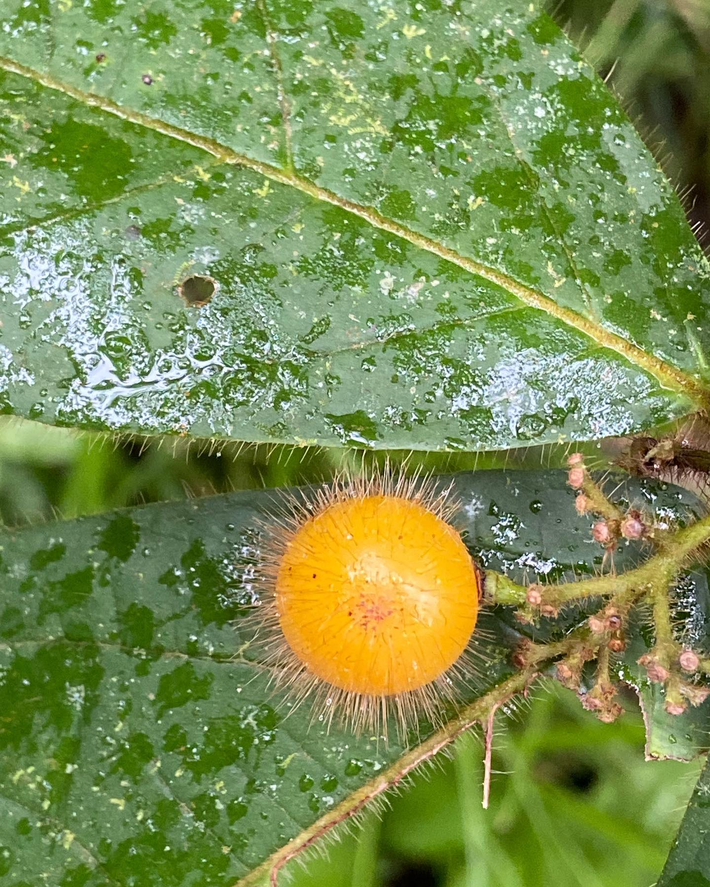 Cordia nodosa - 1 fresh seed / 1 frischer Samen
