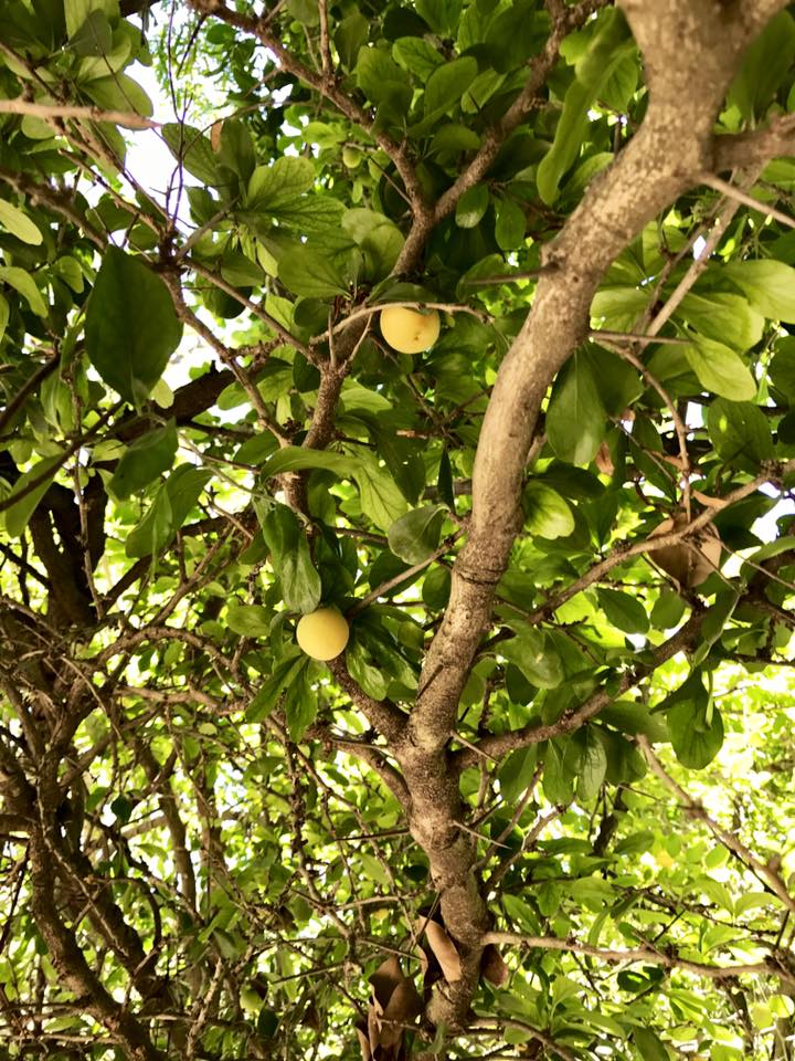 Kei Apple (Dovyalis caffra) germinated seeds / gekeimte Samen