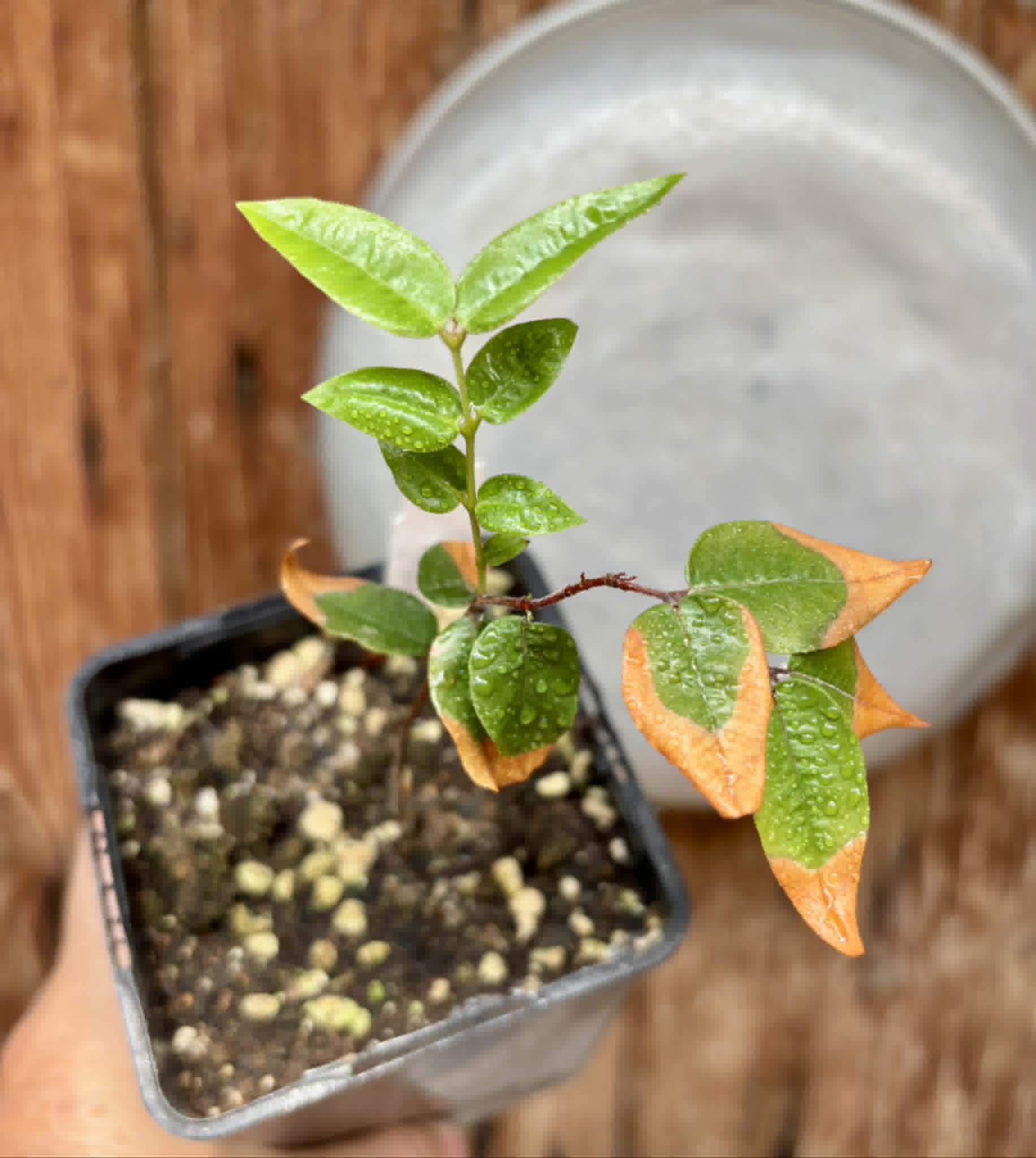 Myrciaria sp Jaboticaba - 1 potted seedling / 1 getopfter Sämling