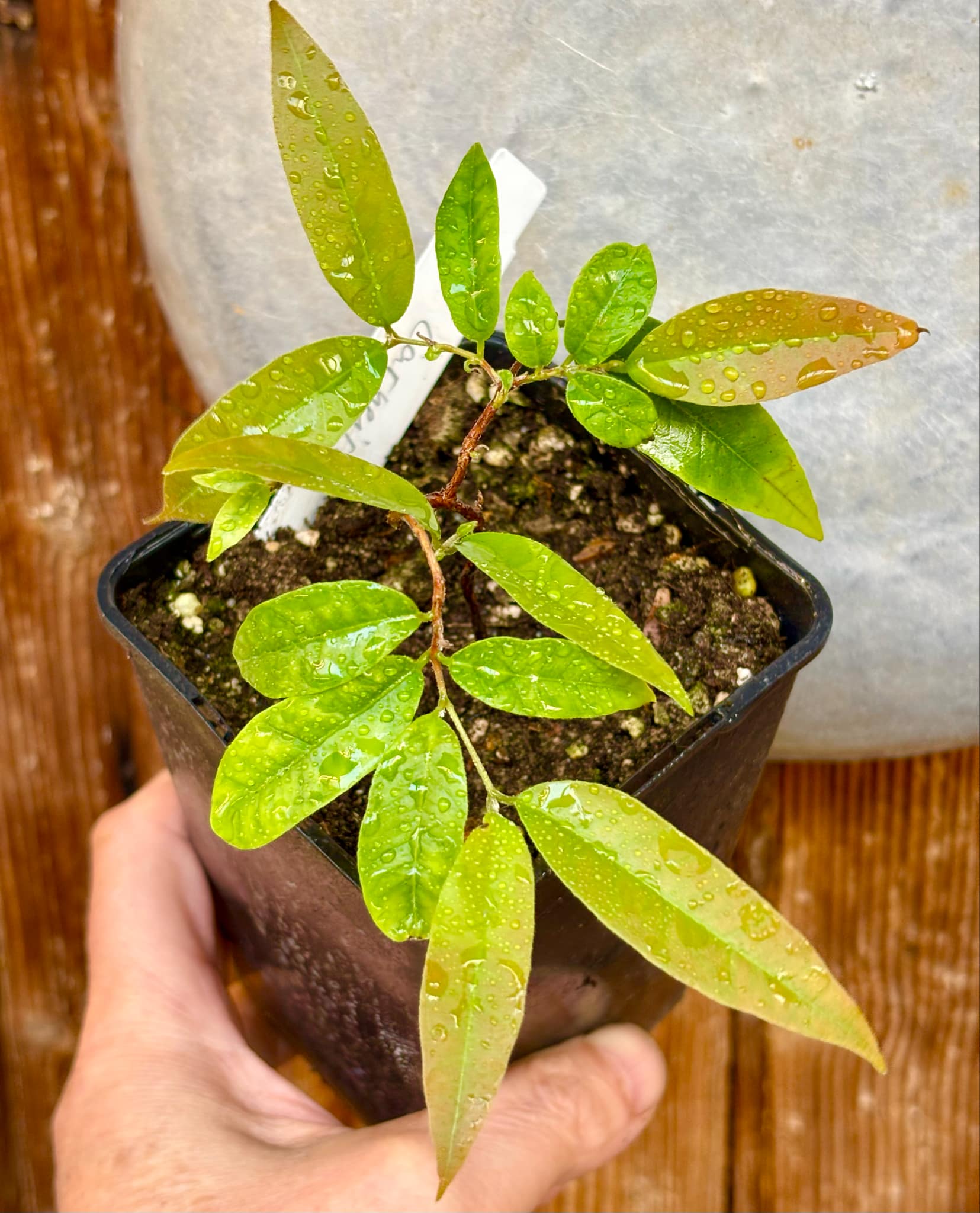 Eugenia sp La de Carneiro - 1 potted plant / 1 getopfte Pflanze