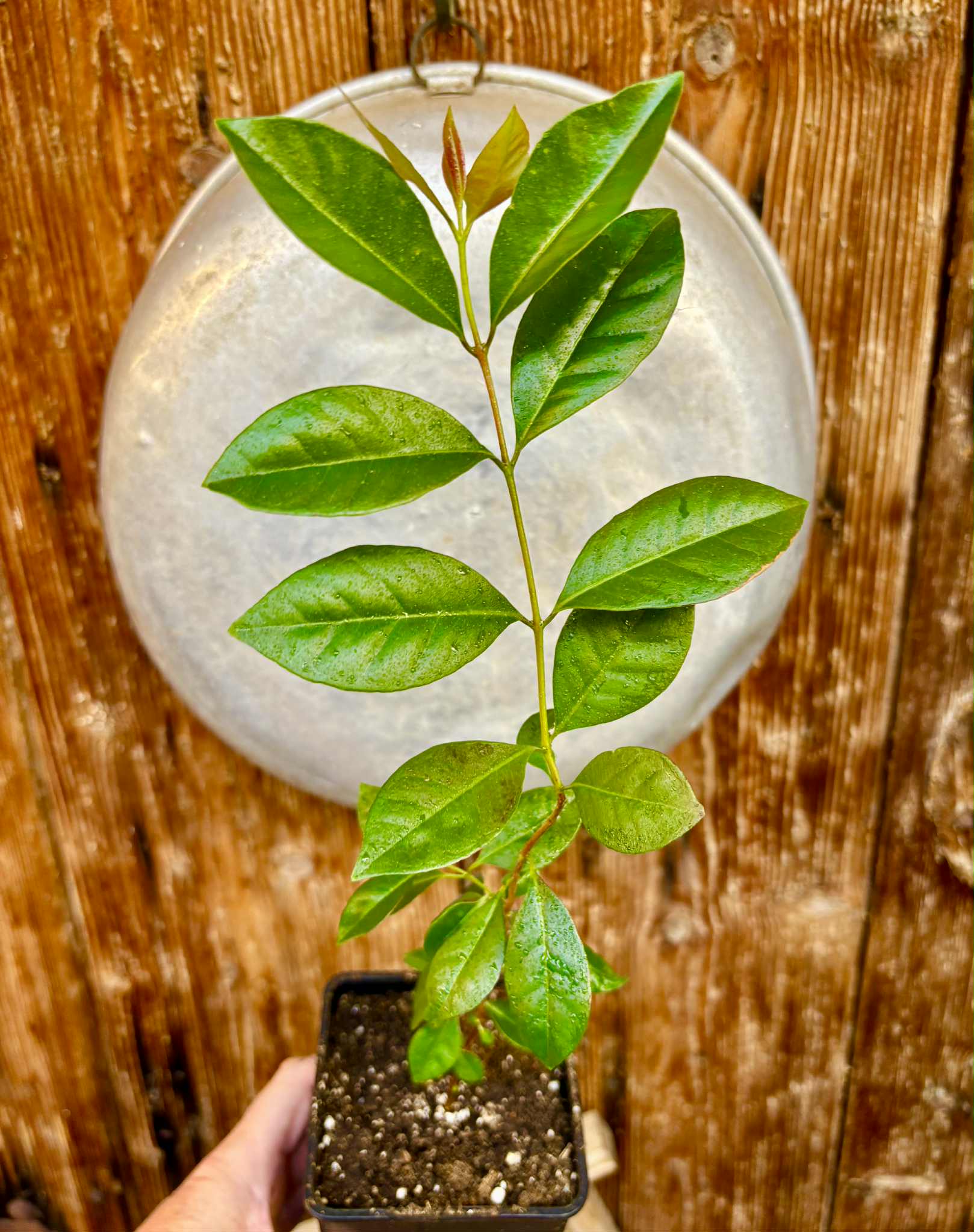Psidium cattleyanum - Strawberry Guava  - 1 potted plant / 1 getopfte Pflanze