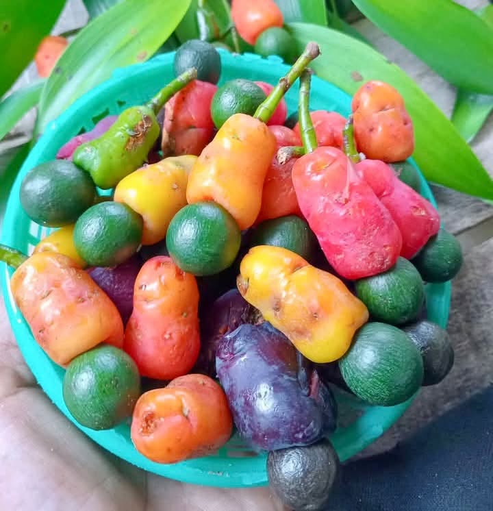 Podocarpus neriifolius (Khun Mai) - 1 fresh seed / 1 frischer Samen
