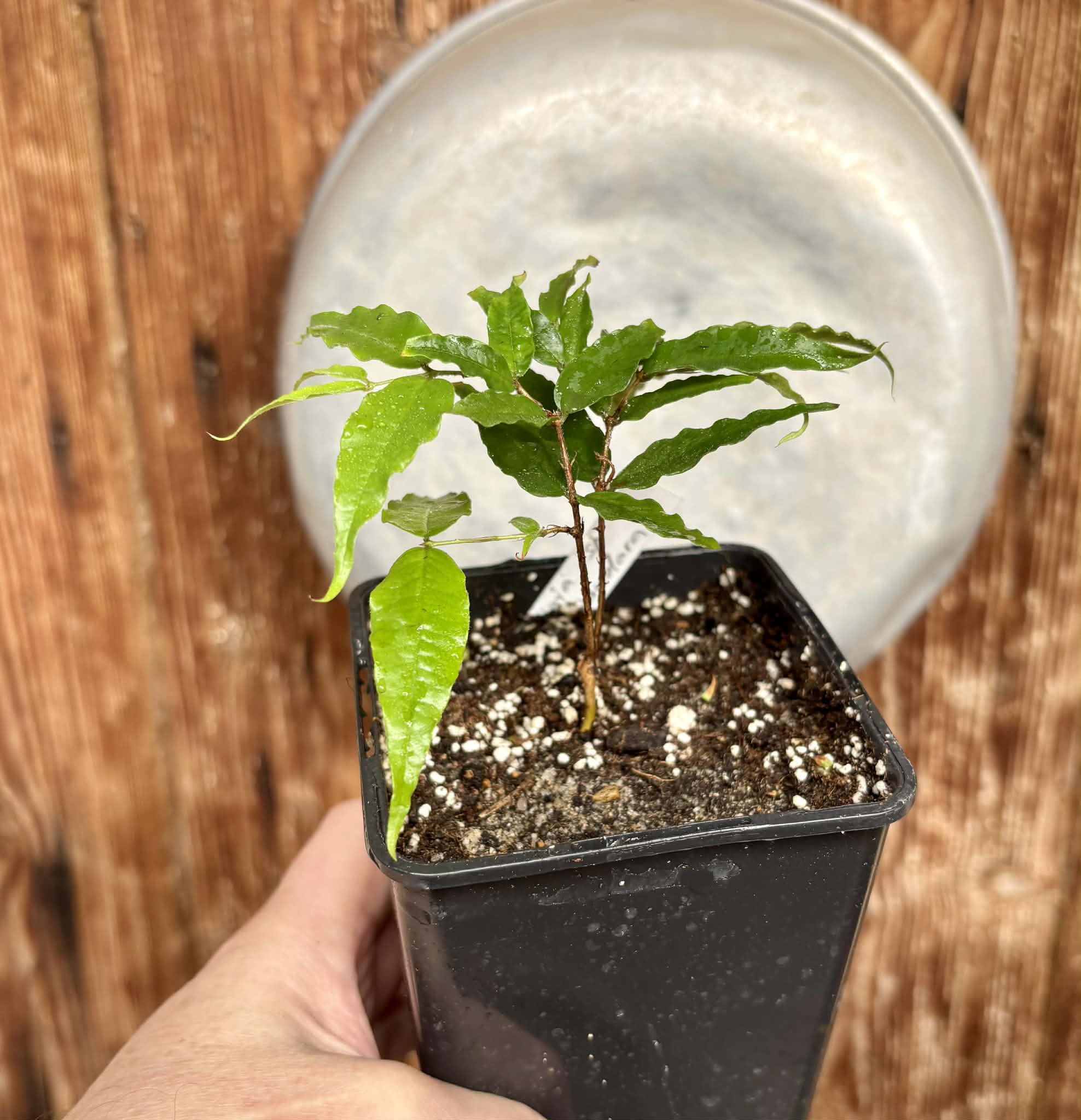 Plinia sp Dandara -  1 potted seedling / 1 getopfter Sämling
