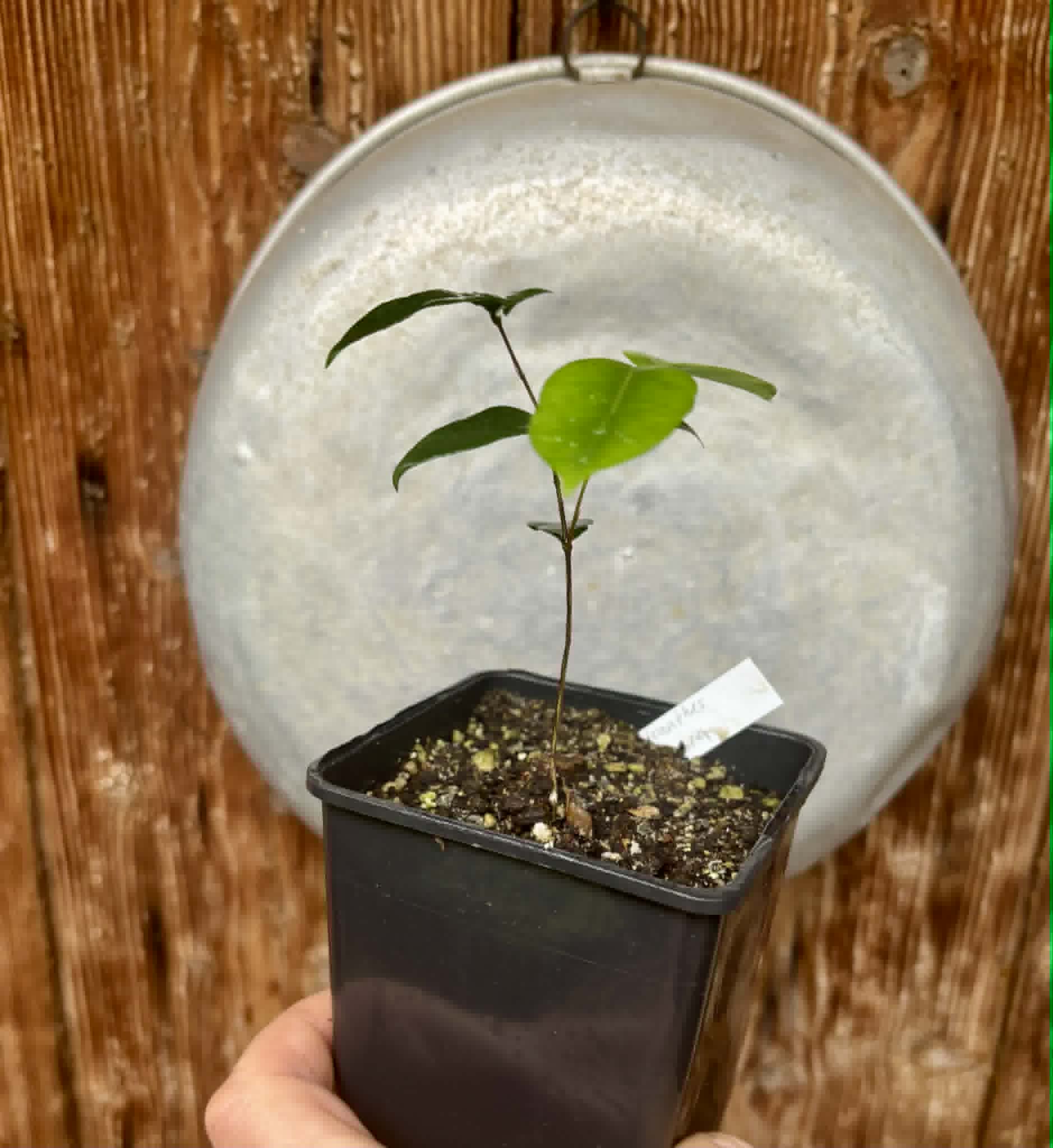 Neomitranthes obscura - 1 potted seedling/ 1 getopfter Sämling