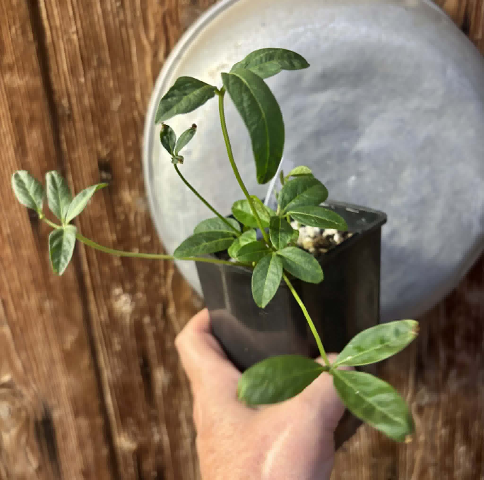 Bambara Groundnut (Vigna subterranea) -  1 potted plant / 1getopfte Pflanze