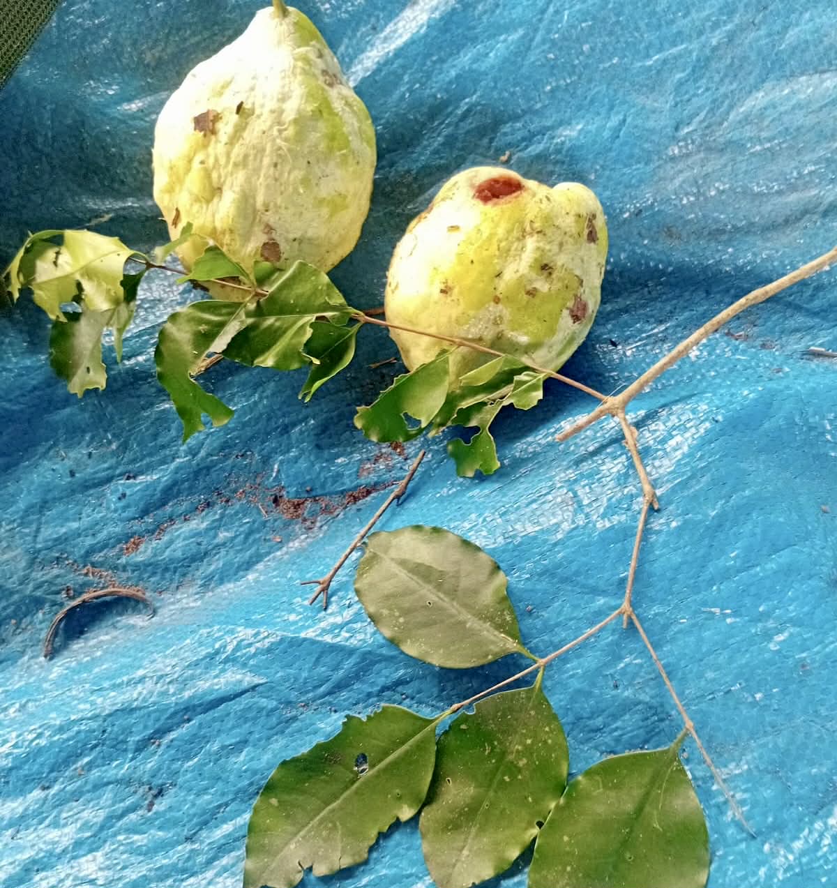 Pre Order - Mouriri trunciflora -  1 fresh seed / 1 frischer Samen