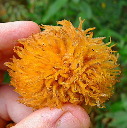 Pouteria torta subsp. gallifructa - Abiu Pilosa - 1 germinated seed / 1 gekeimter Samen