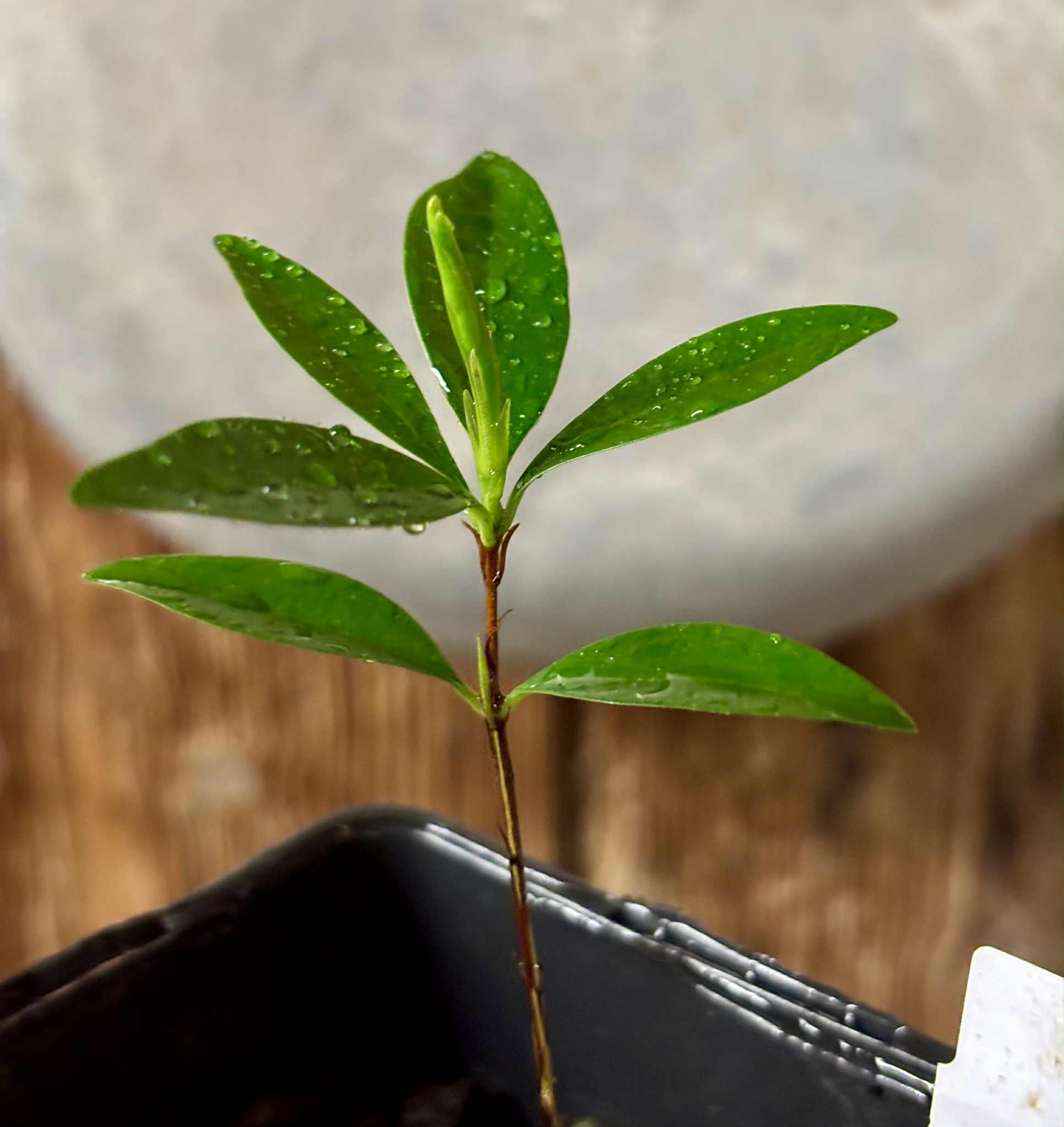 Yellow Grumixama (Eugenia brasiliensis var. leucocarpa) - 1 potted seedling / 1 getopfter Sämling