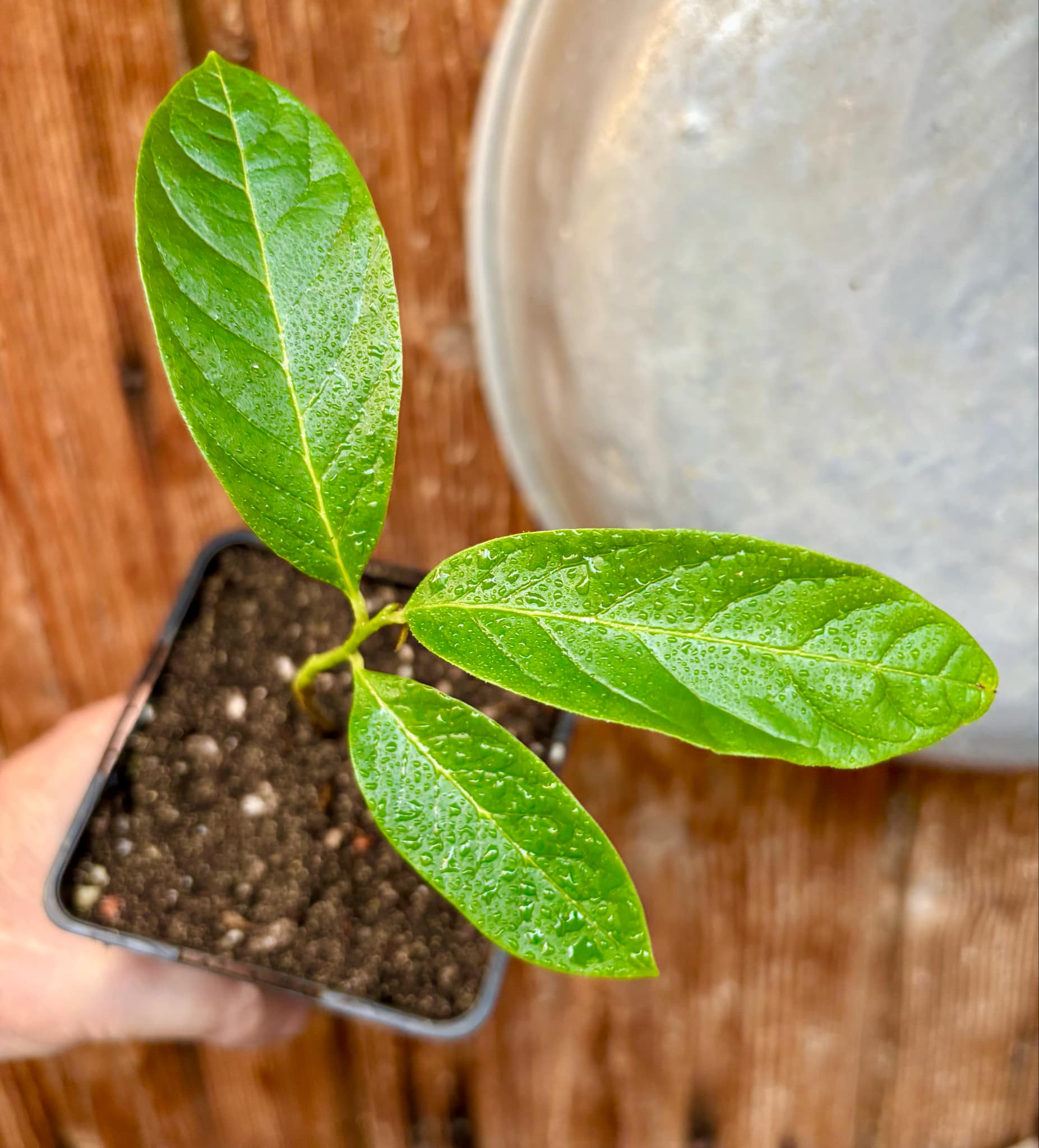 Annona reticulata big pink-red variety - 1 potted plant / 1 getopfte Pflanze