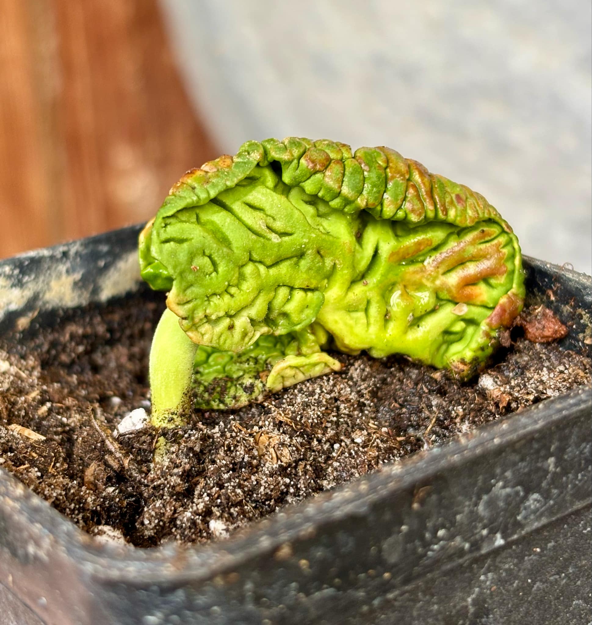 Chupa-Chupa (Matisia cordata)  -  1 fresh potted seedling / 1 frisch getopfter Sämling