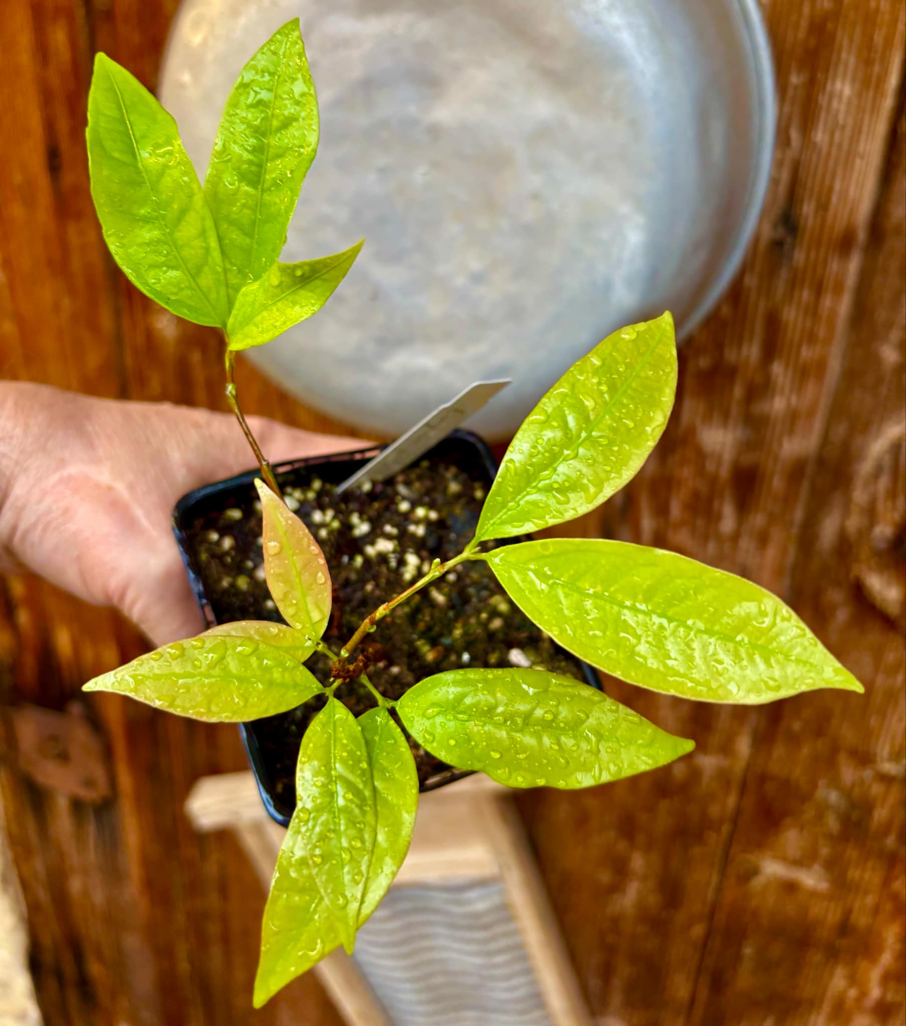 Ruby do Amazonas (Eugenia patrisii) 1 potted seedling / 1 getopfter Sämling
