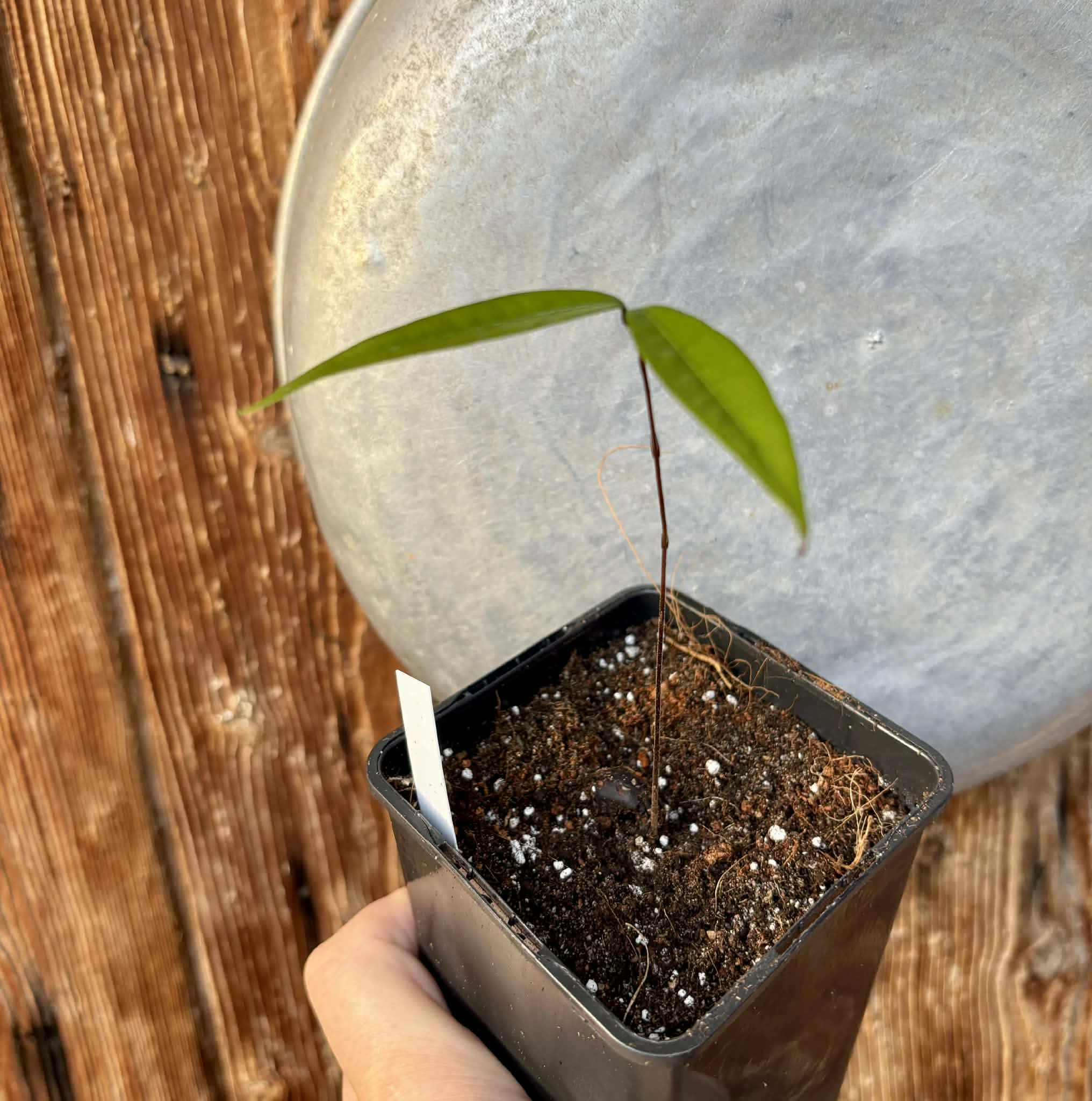 last plant - Plinia sp Cambuca vermelha -  1 potted seedling / 1 getopfter Sämling