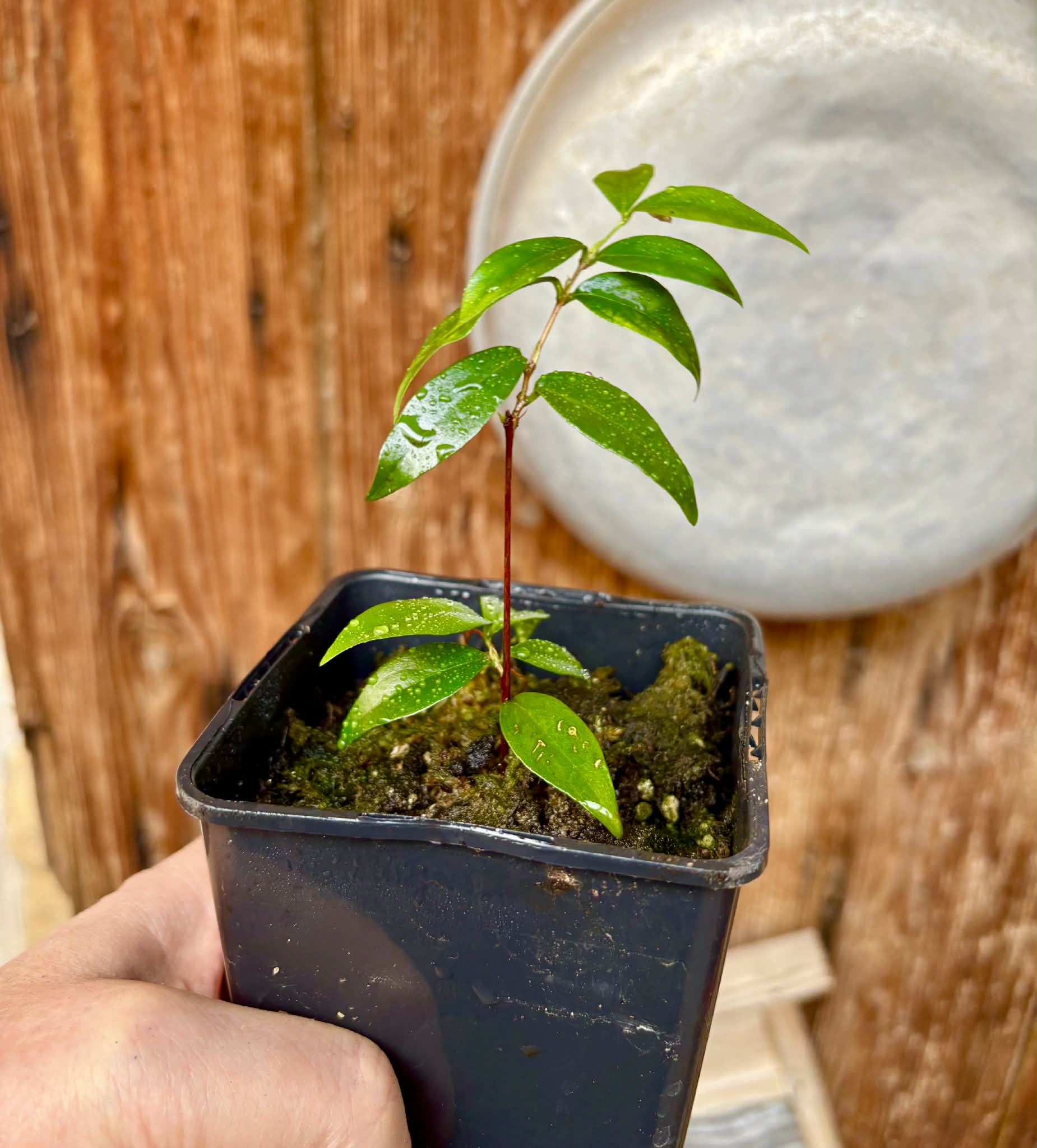 rooted cutting from over 4 years old plant - Eugenia sp Laranja Serralandia - 1 potted plant / 1 getopfte Pflanze