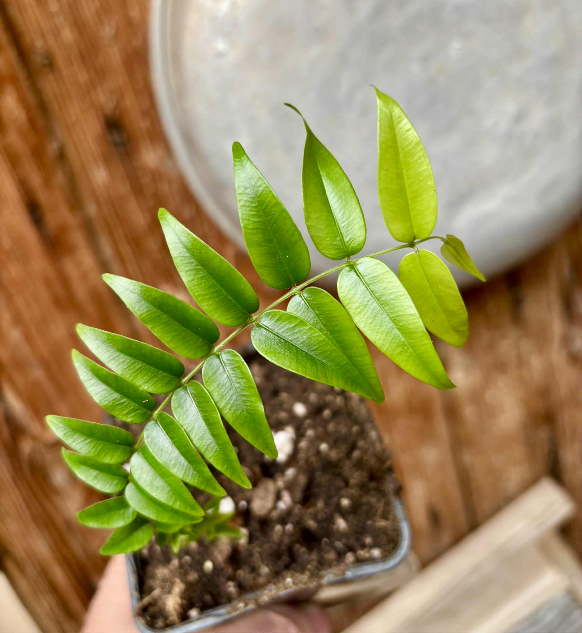 Myrciaria sp Maruim - 1 potted seedling / 1 getopfter Sämling