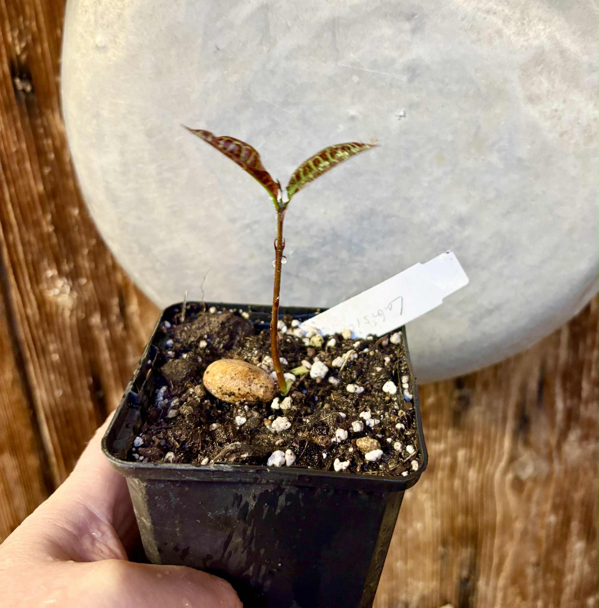 Eugenia sp Labisia -  1 potted seedling / 1 getopfter Sämling