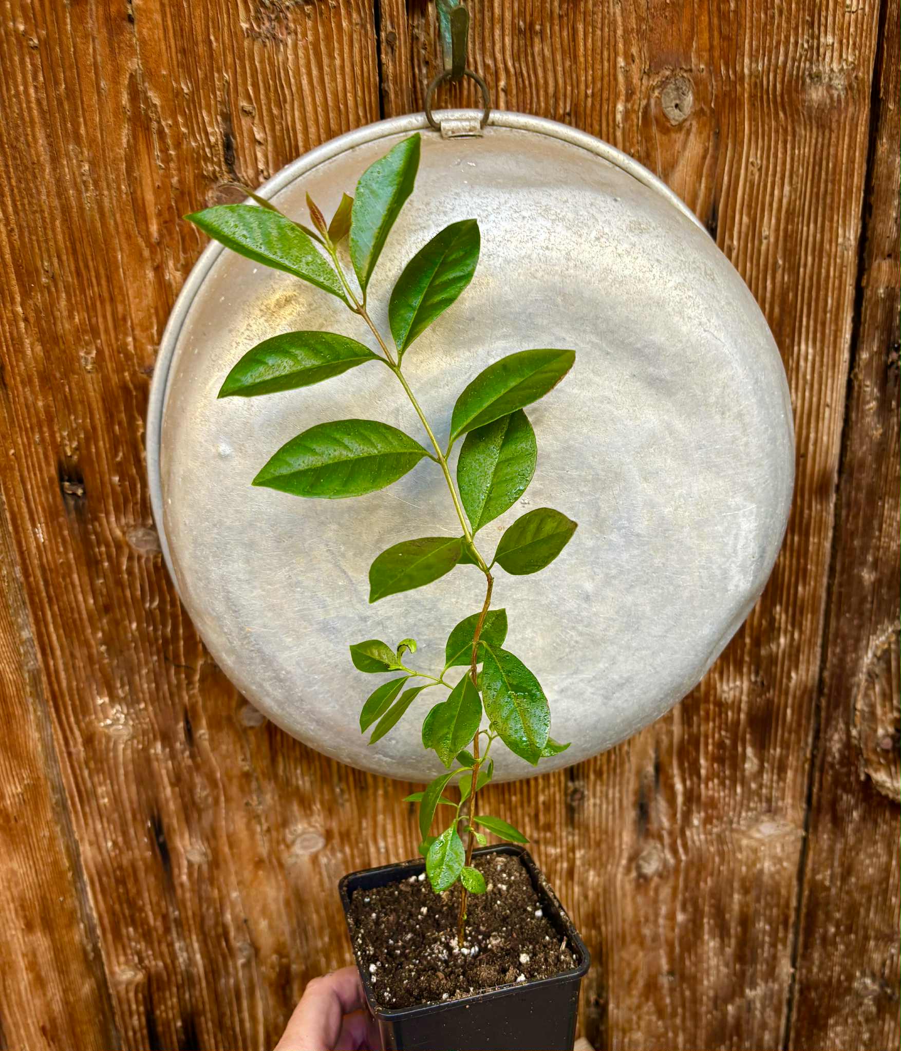 Psidium cattleyanum - Strawberry Guava  - 1 potted plant / 1 getopfte Pflanze