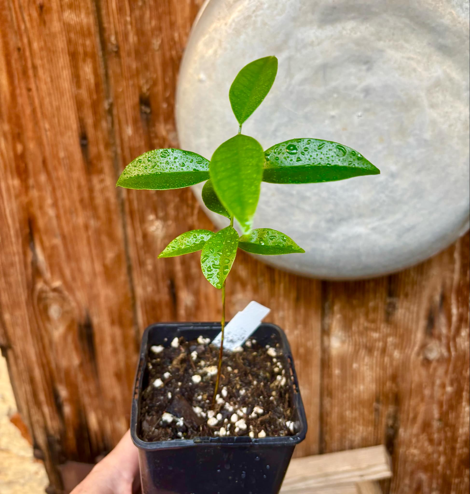 Eugenia zuccarini - 1 potted seedling / 1 getopfter Sämling