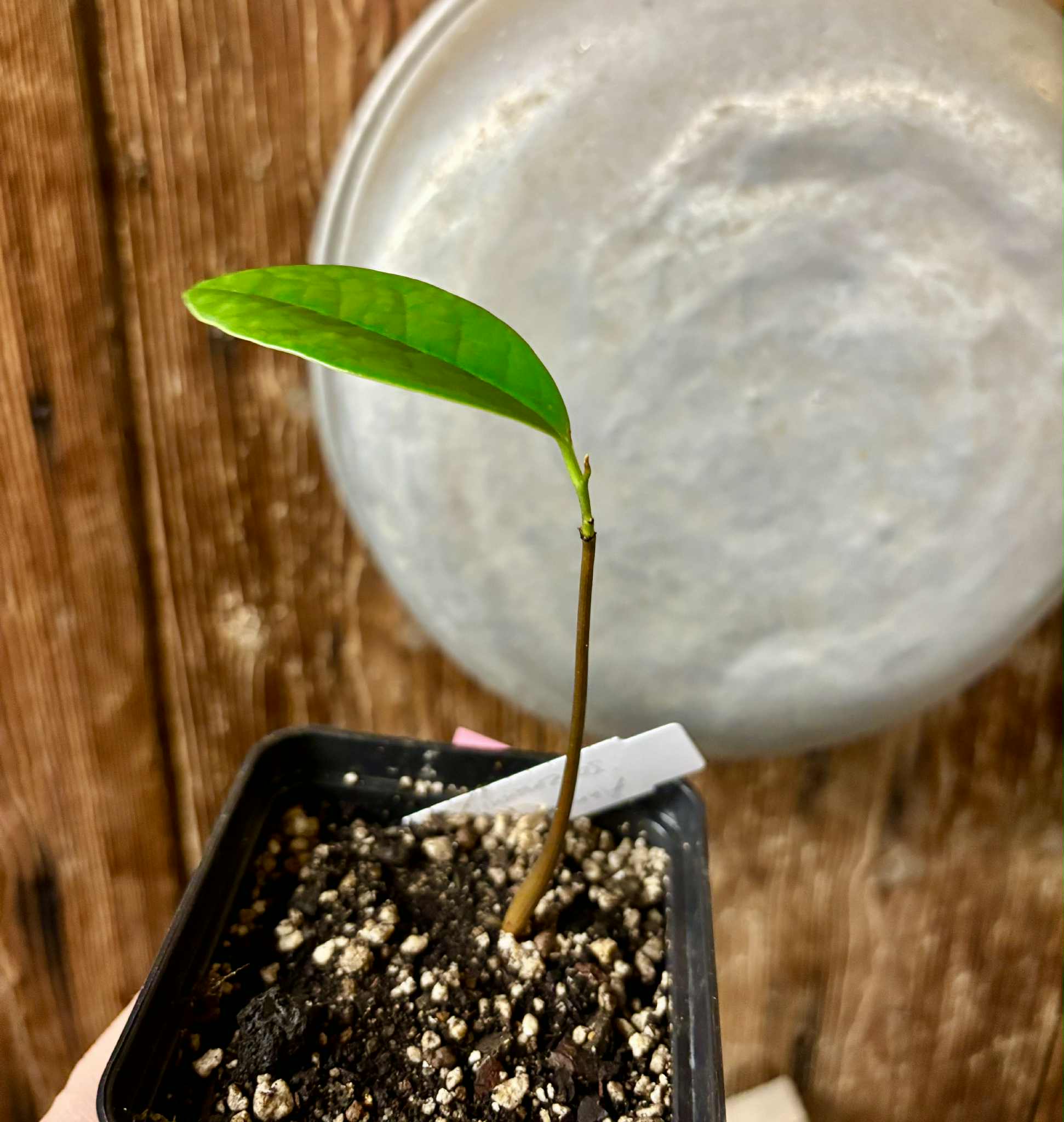 Annona salzmannii - 1 potted seedling / 1 getopfter Sämling