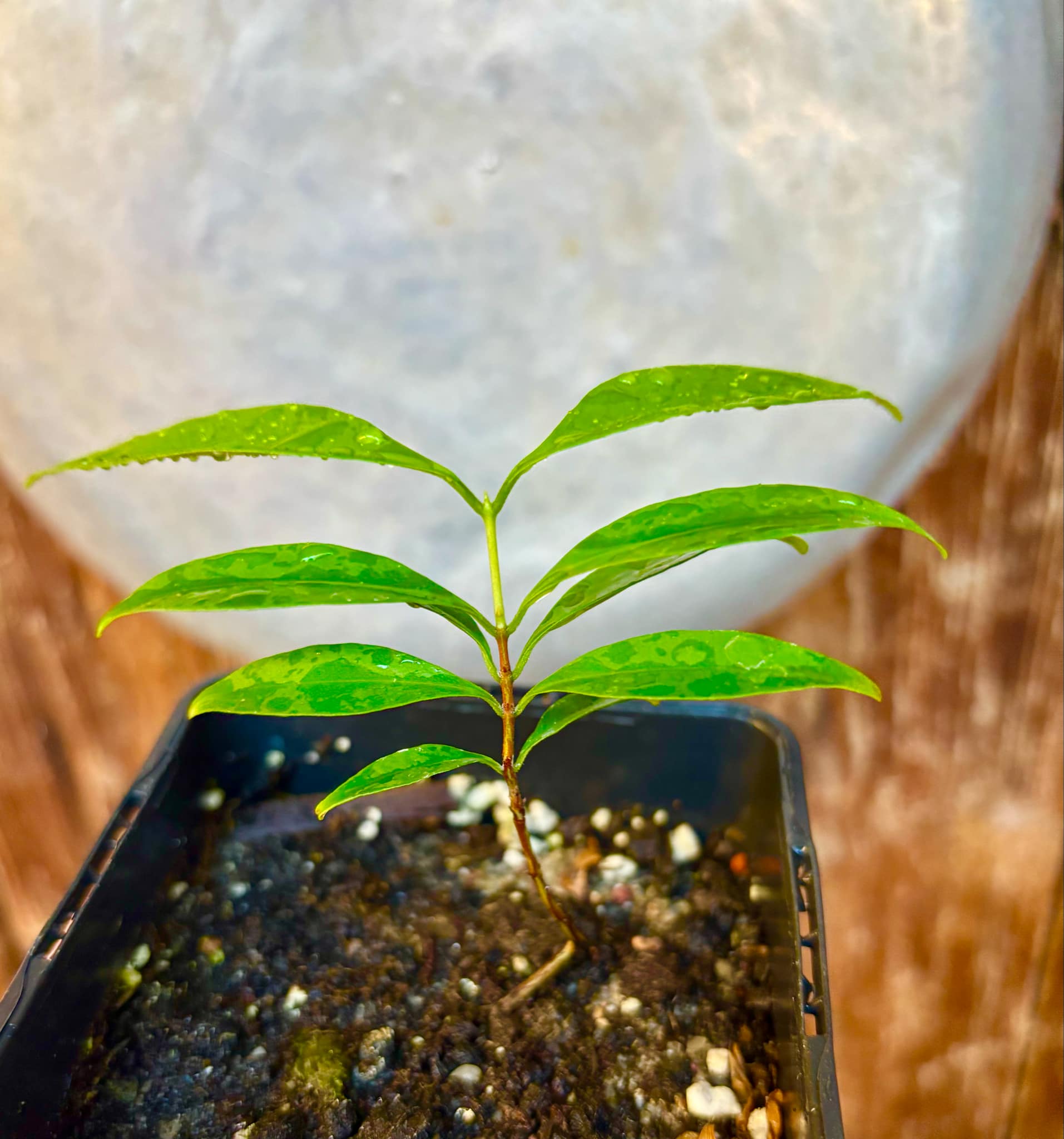 Eugenia punicifolia - 1 potted plant / 1 getopfte Pflanze