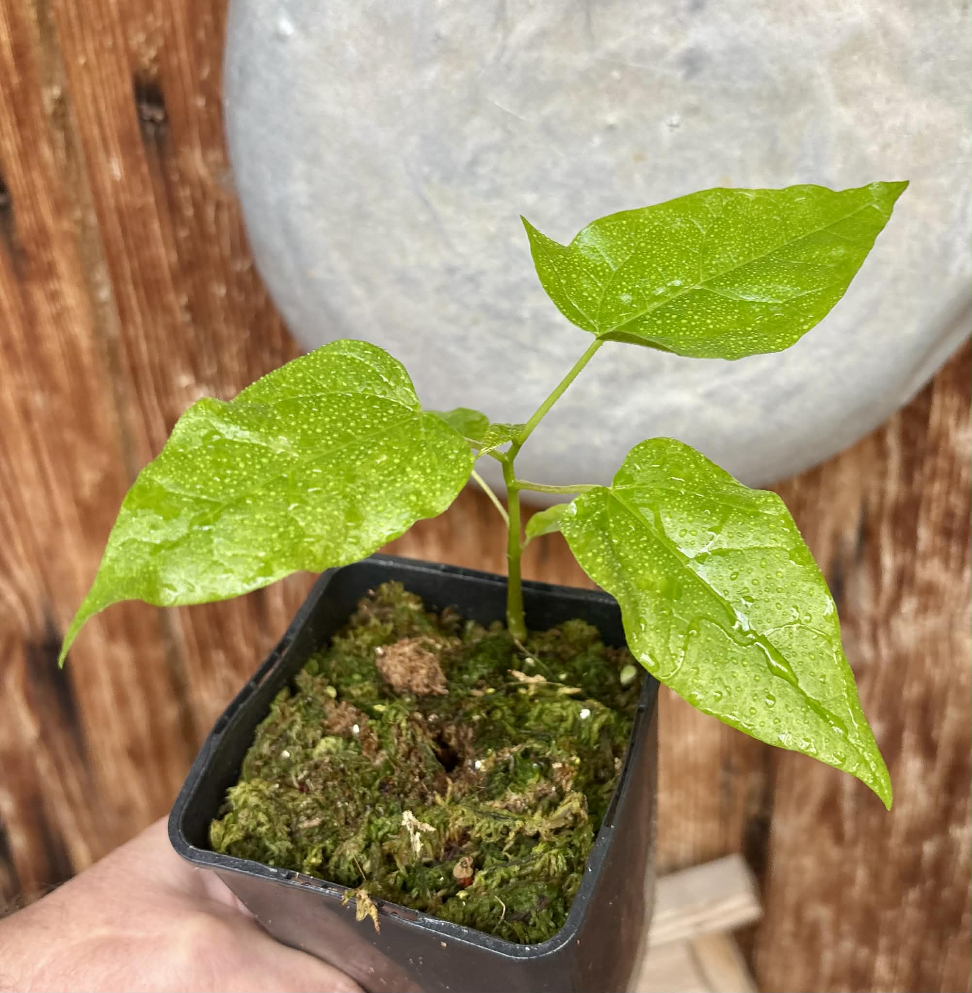 Oak Leaf Papaya (Vasconcellea quercifolia) - 1 potted plant / 1 getopfte Pflanze